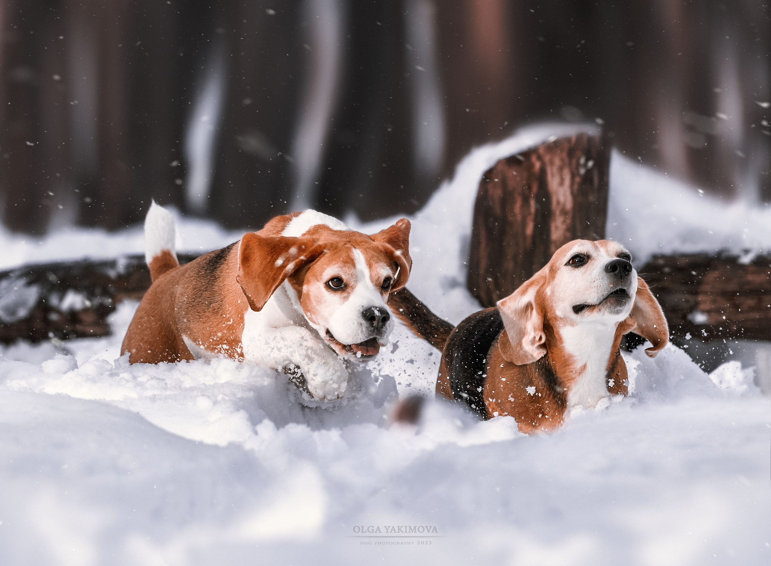 Анна. Фотограф