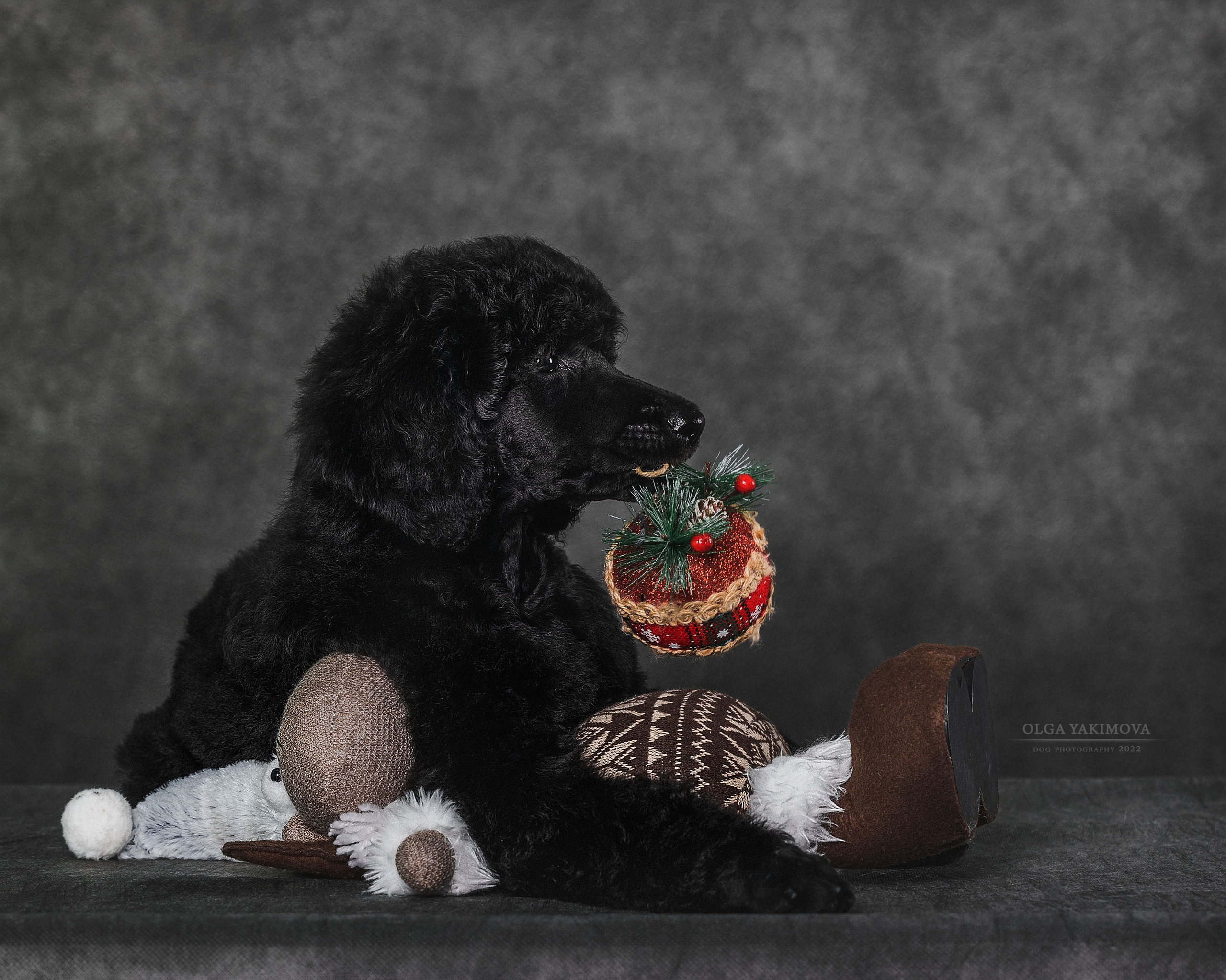 Щенки. Фотограф