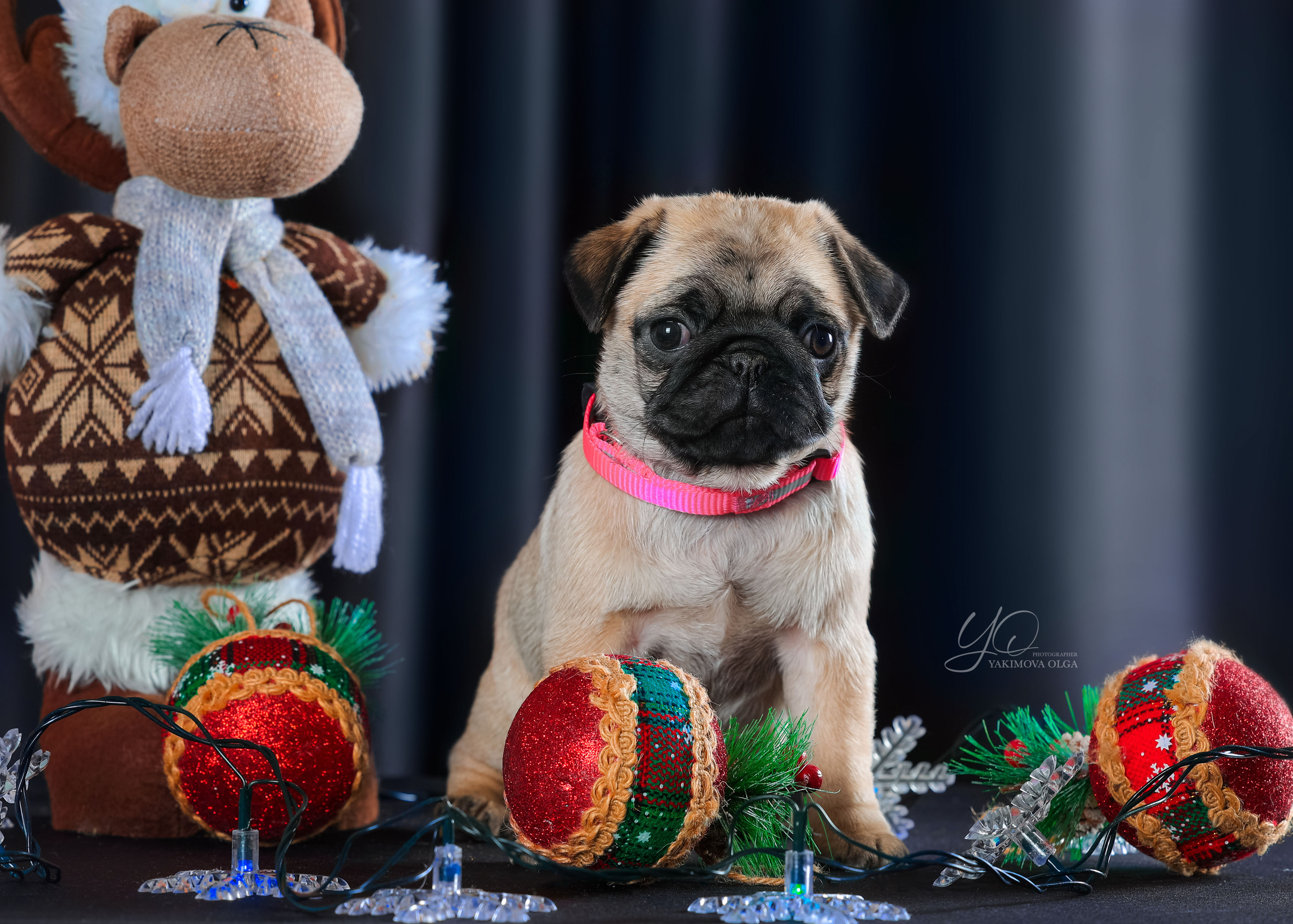 Щенки. Фотограф