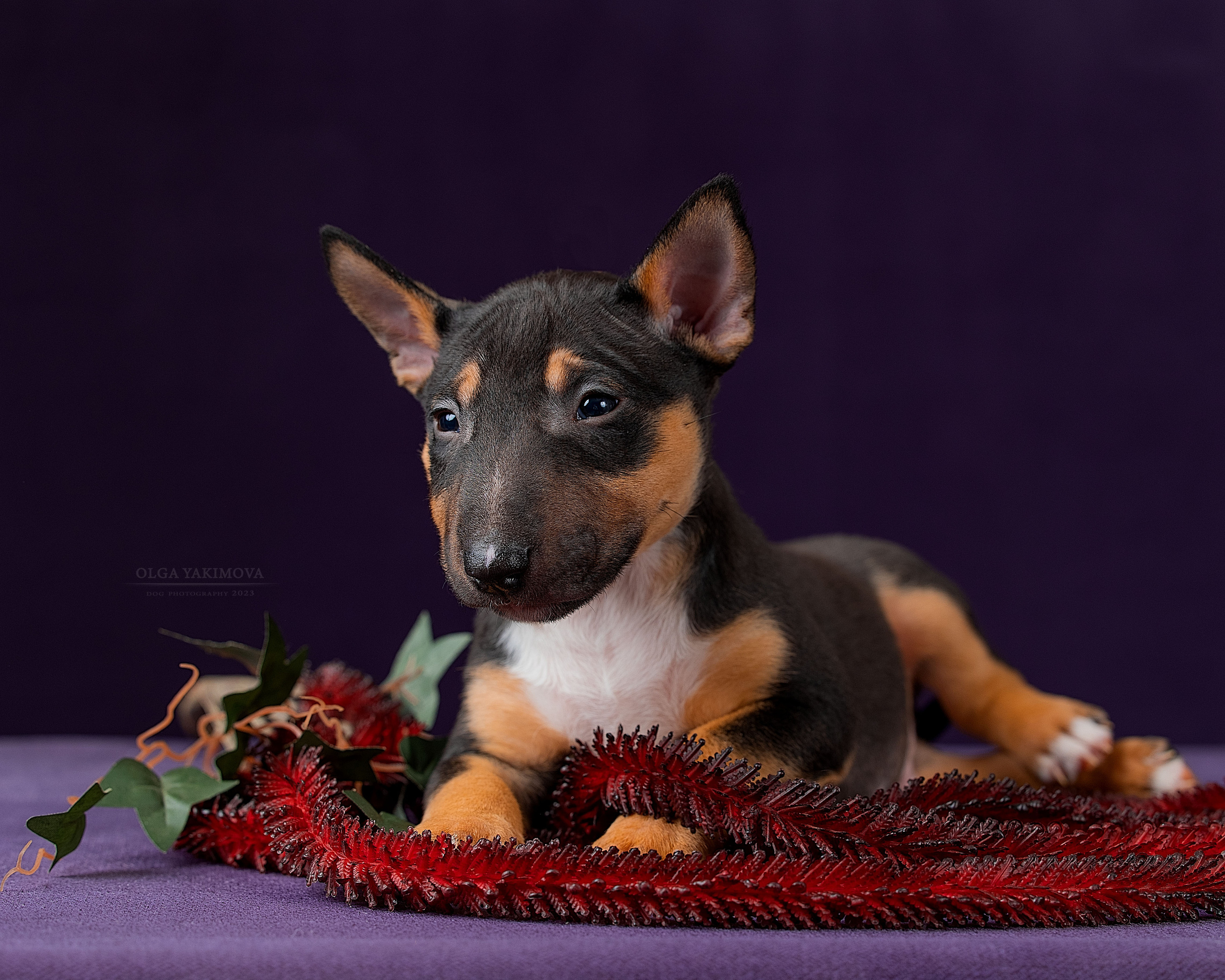 Щенки. Фотограф