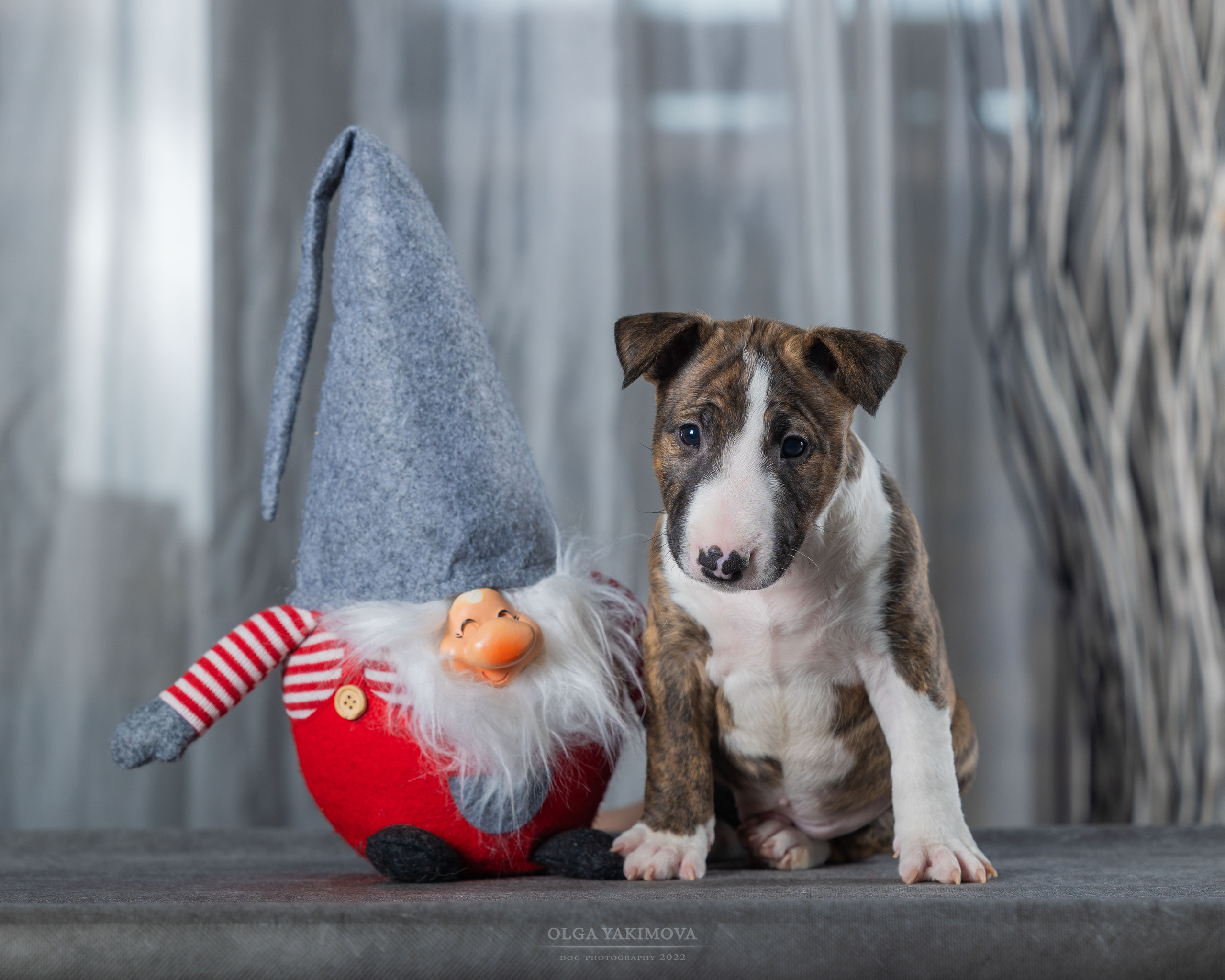 Щенки. Фотограф