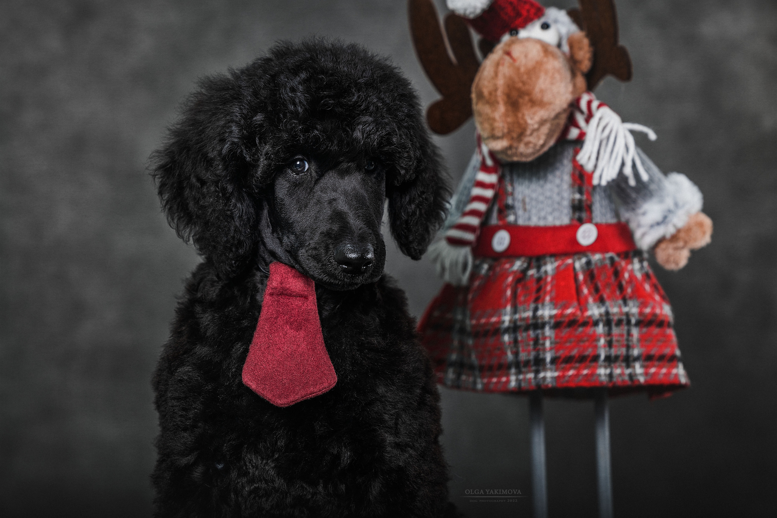 Щенки. Фотограф