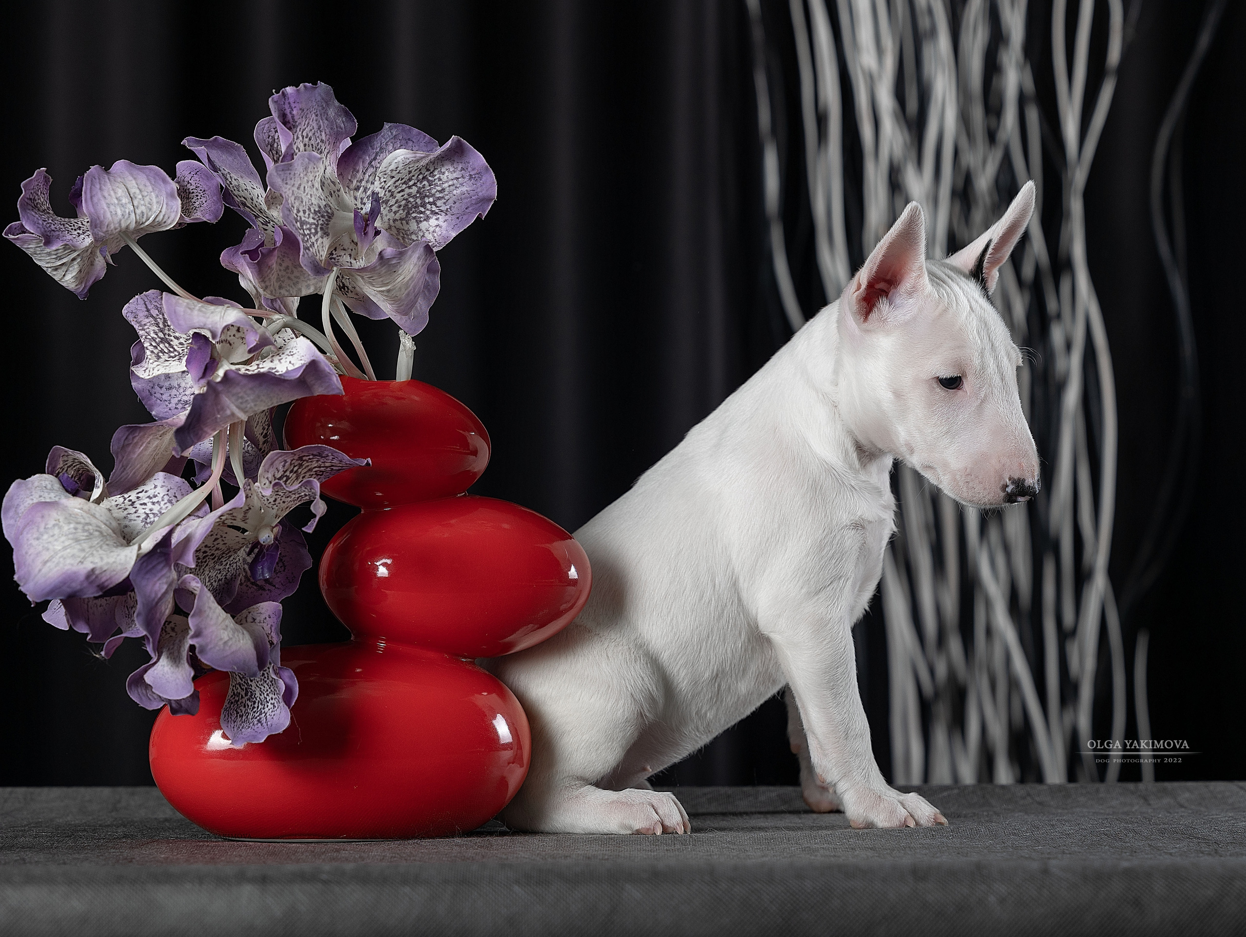 Щенки. Фотограф