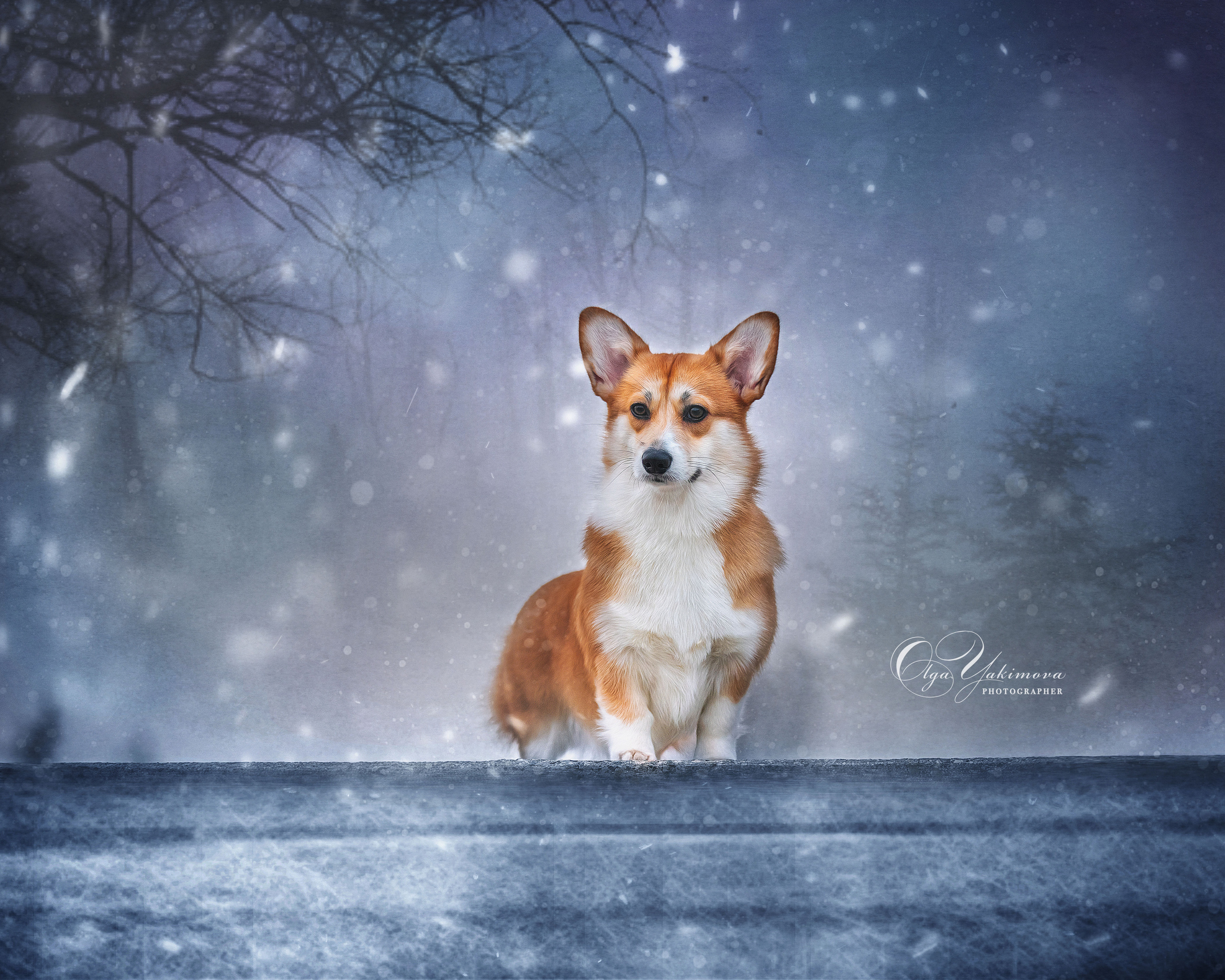 Экстерьер. Фотограф