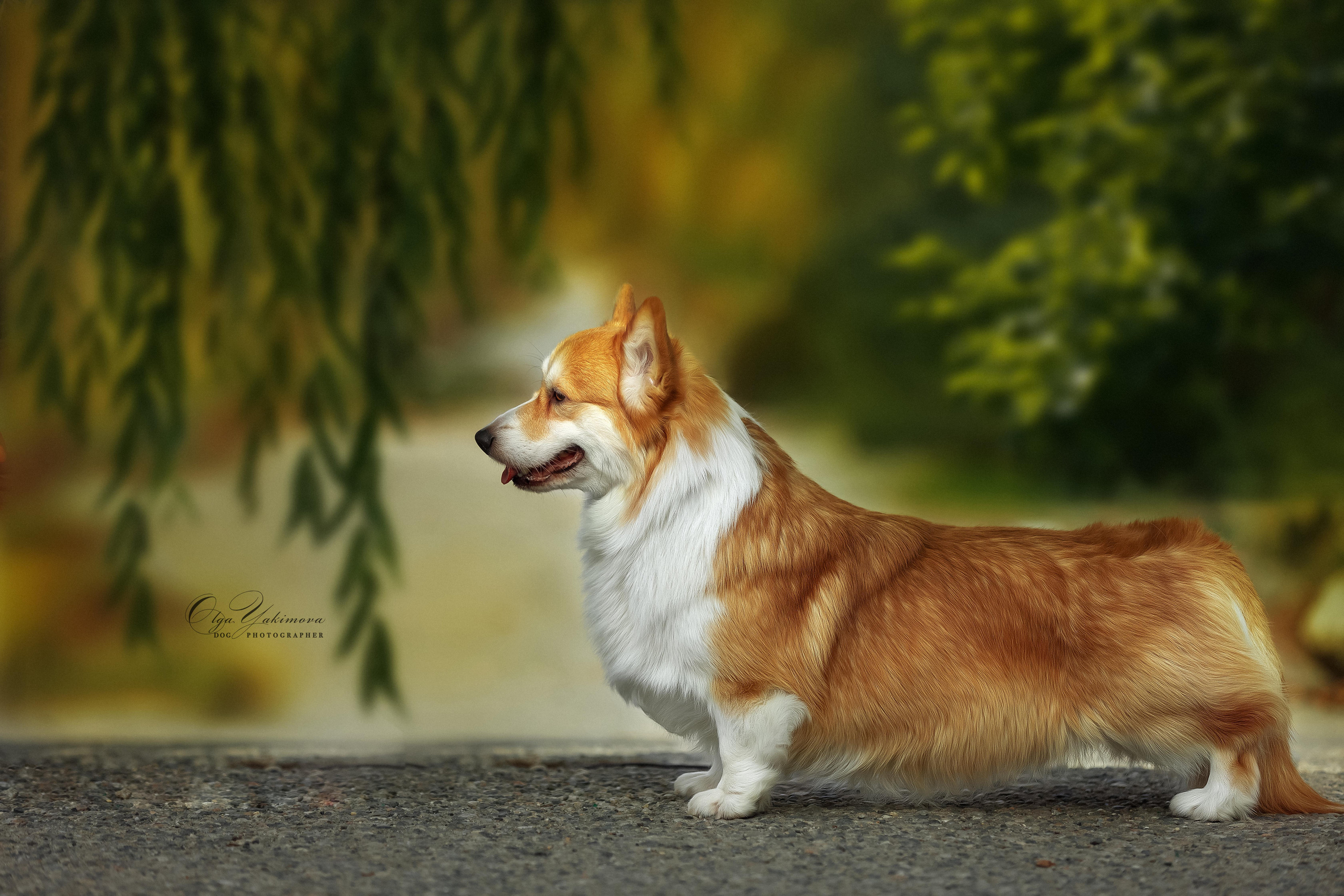 Экстерьер. Фотограф