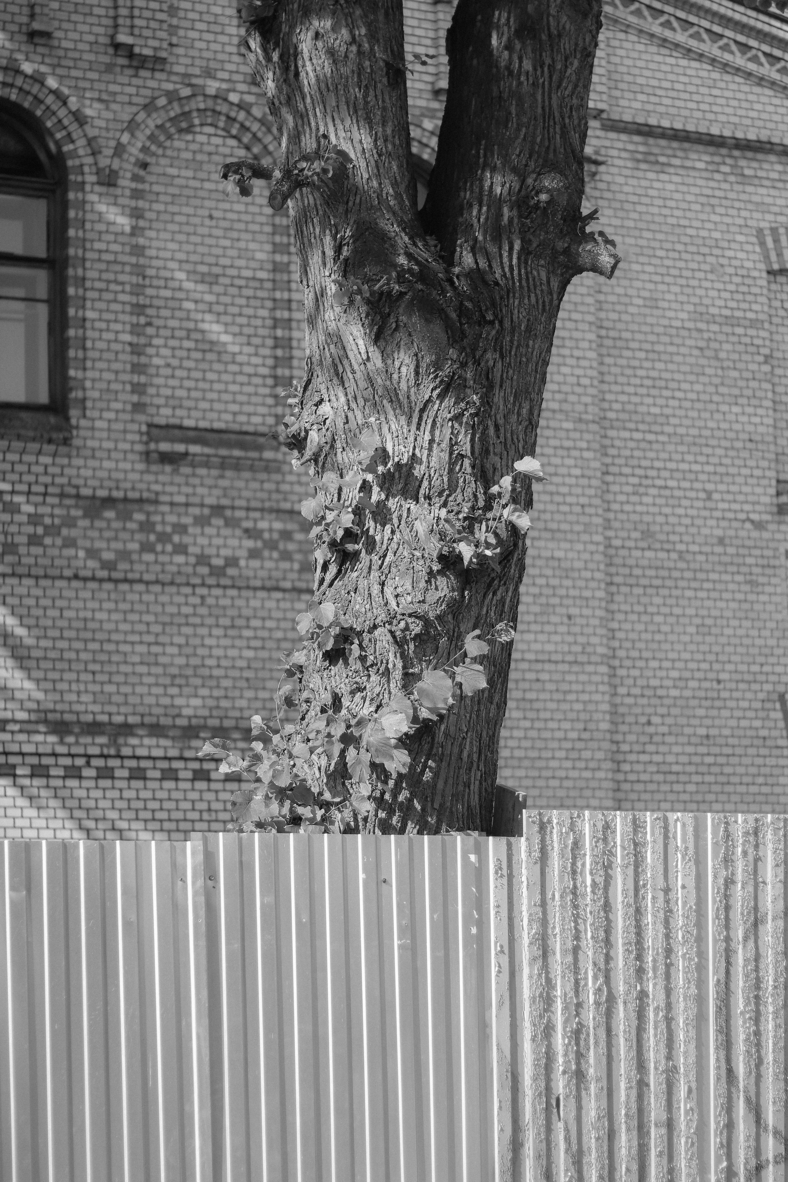 Splitting. Фотограф и исследователь фотографии из Санкт-Петербурга Елизавета Веприцкая