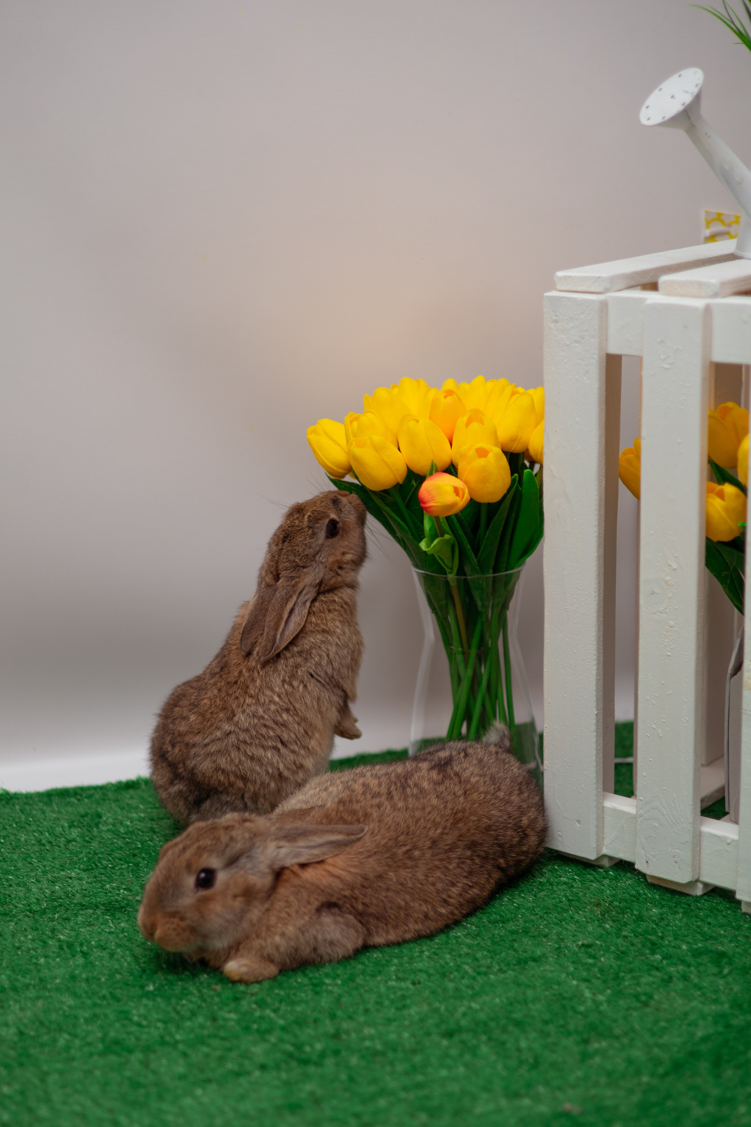 Злата кролики. Семейный и детский фотограф в Михайловке Татьяна Лестьева