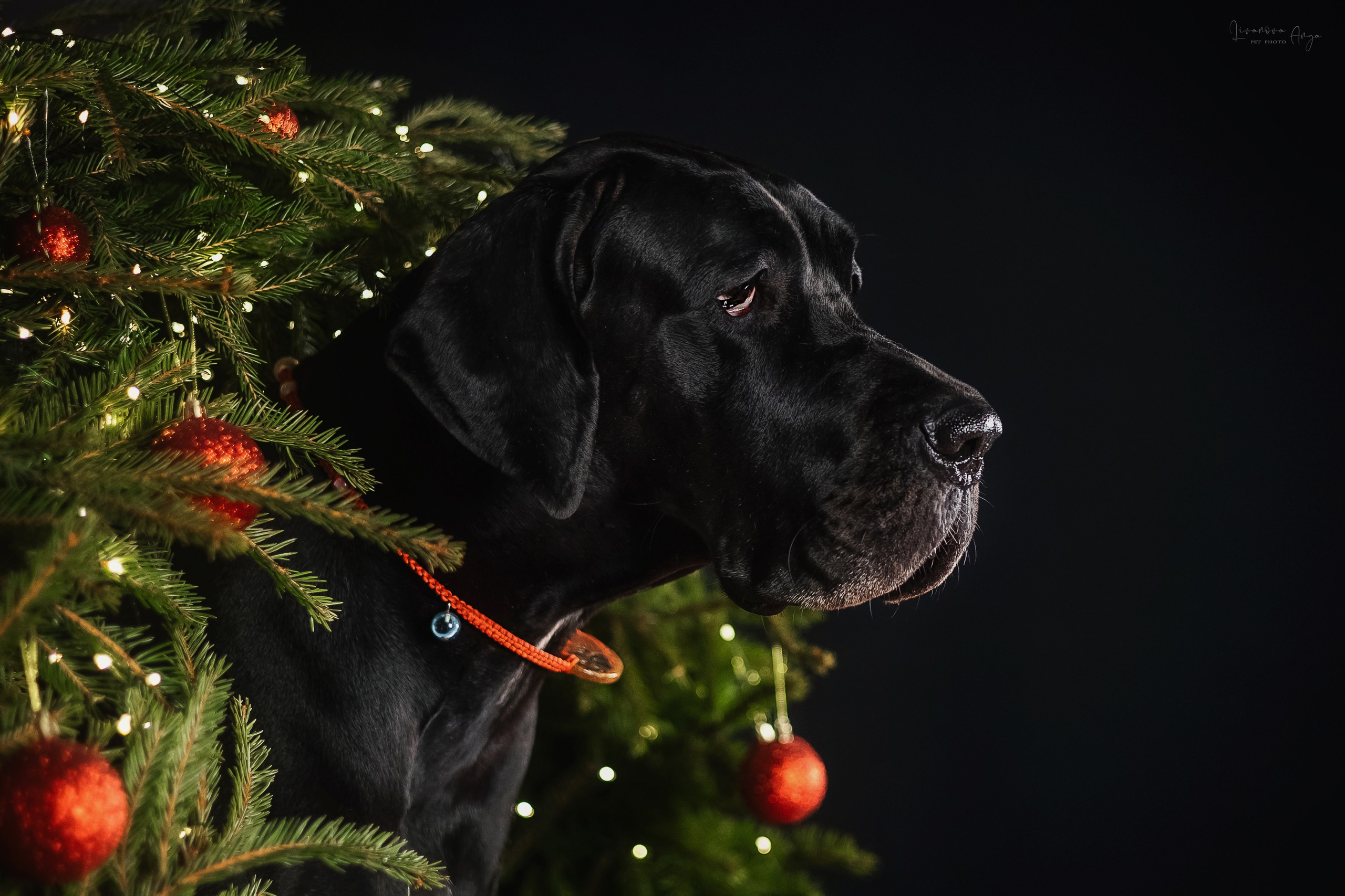 Фотодень_2 2025. Фотограф анималист Аня Ливанова | Рыбинск