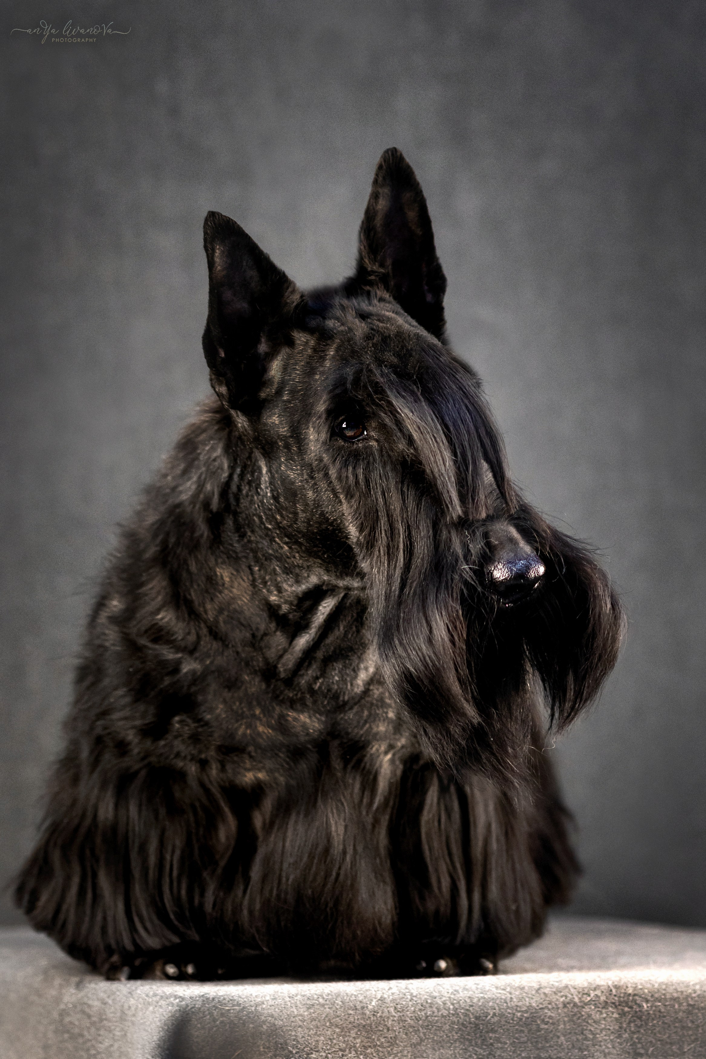 Фант. Фотограф анималист Аня Ливанова | Рыбинск