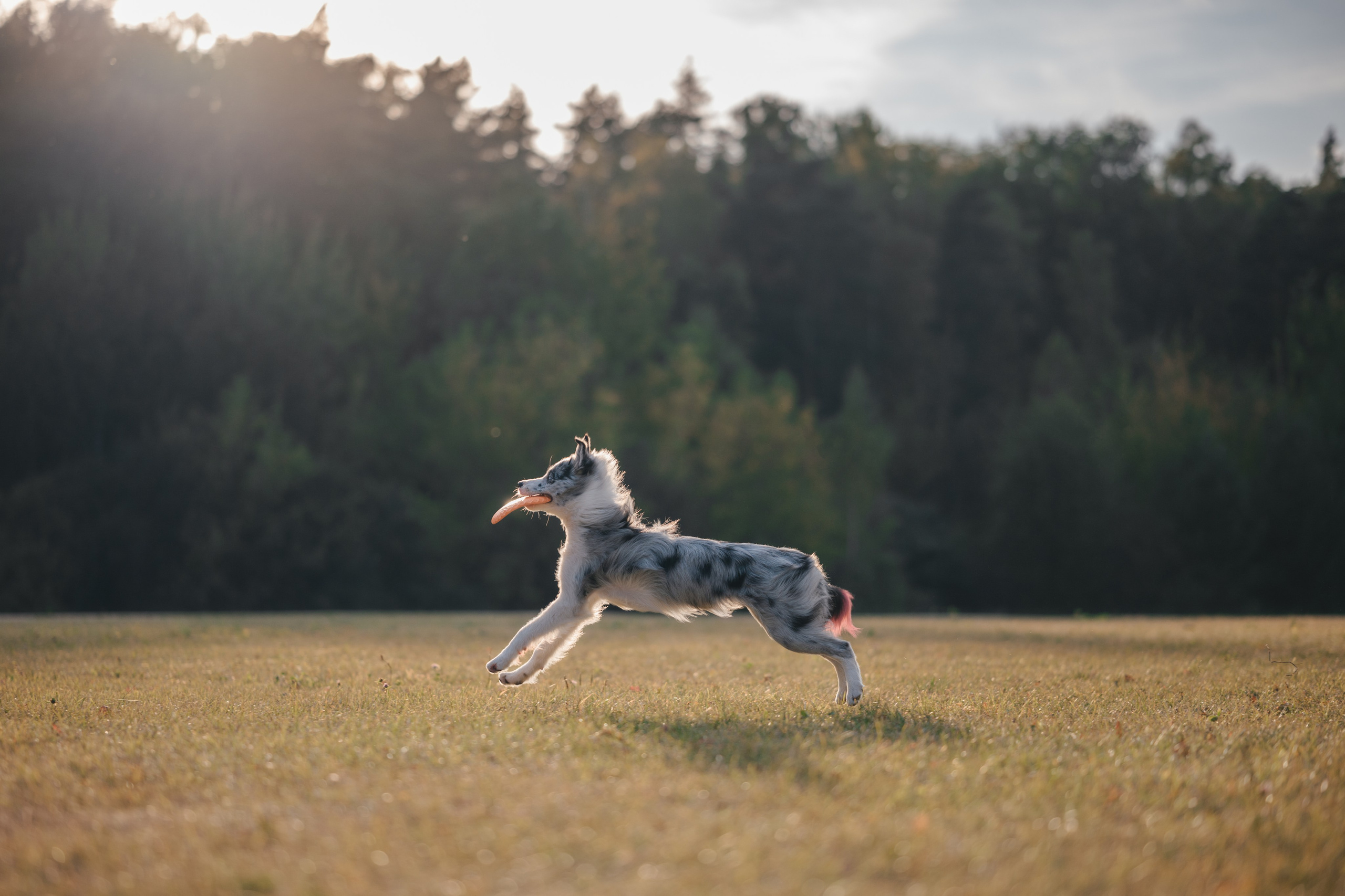 Бордерколли и фрисби. Фотограф Анималист в Москве Анастасия Жучкова