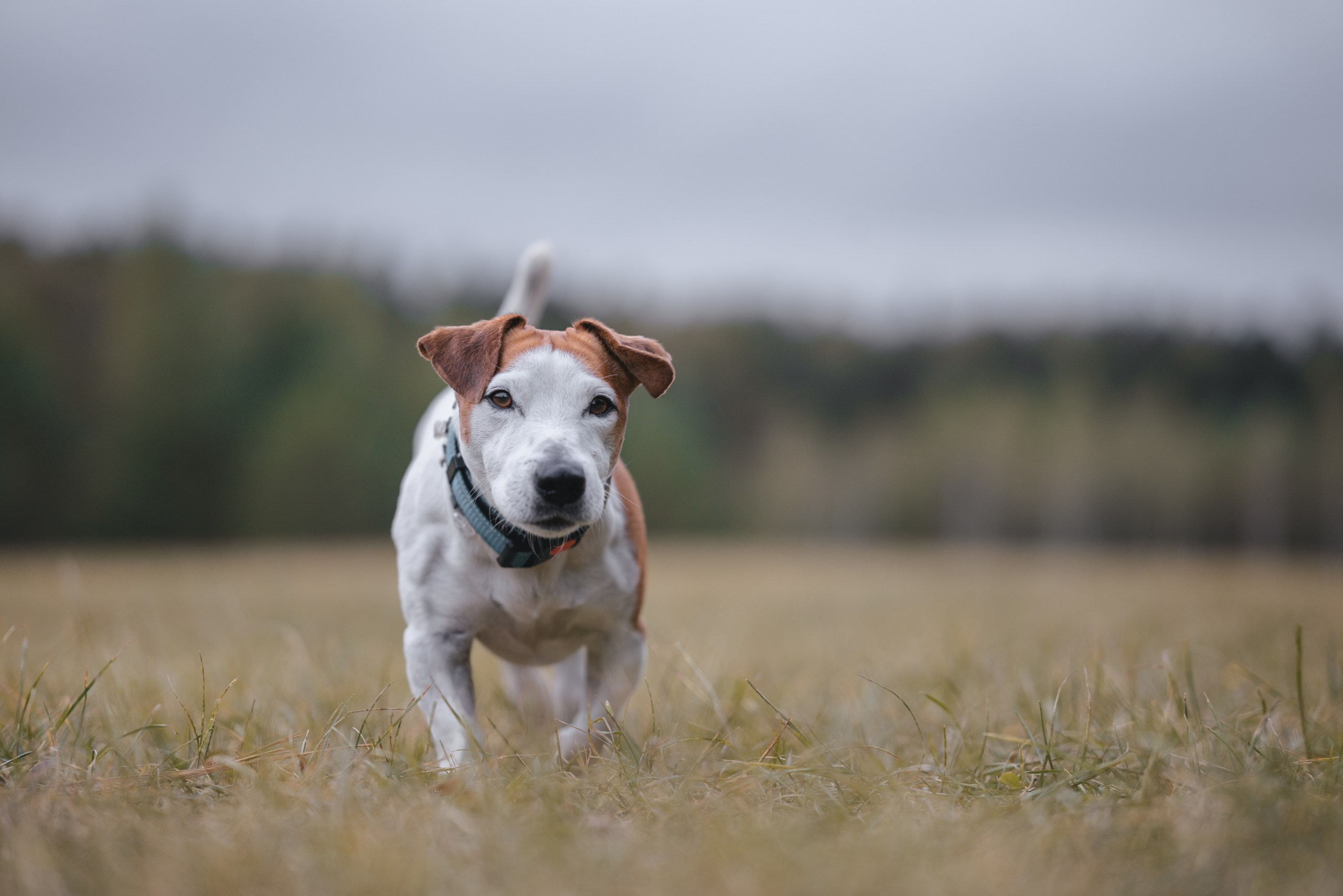 Юлиана и Риф. Фотограф Анималист в Москве Анастасия Жучкова