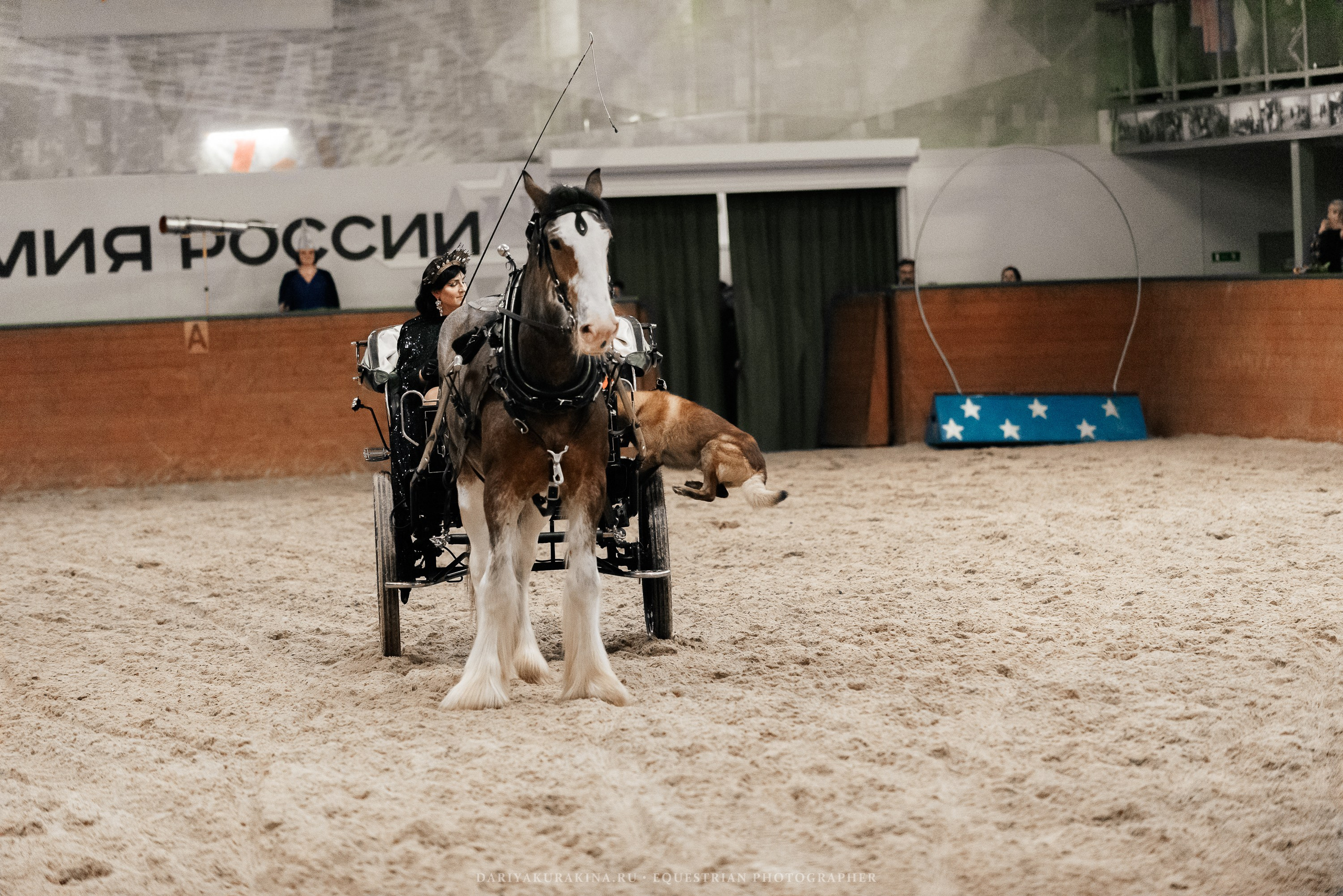 Конное представление «Дыхание Звёзд». Конный фотограф Куракина Дарья • Фотосессии с лошадьми