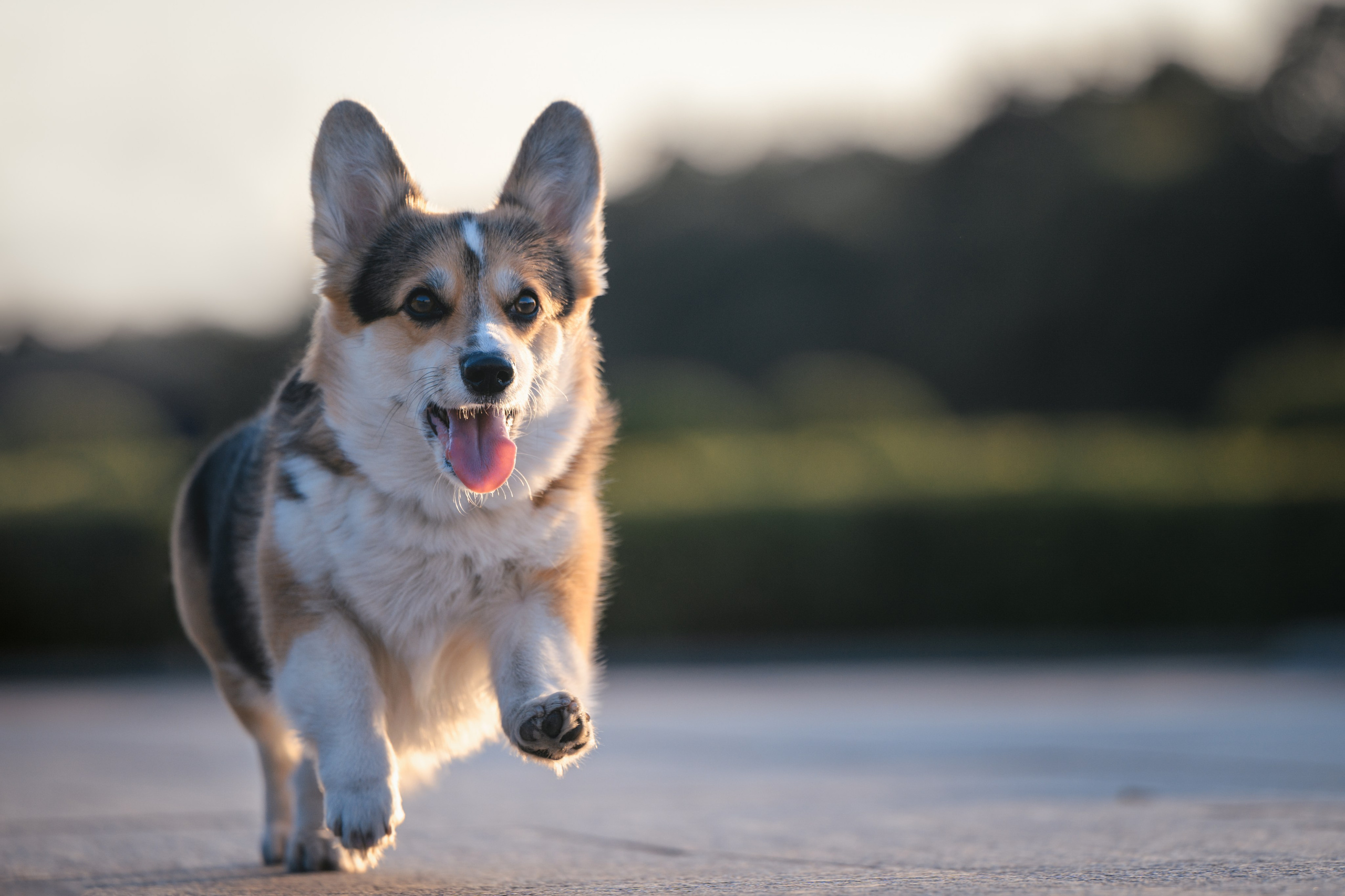Ева, Леша и Лаванда. Фотограф Анималист в Москве Анастасия Жучкова