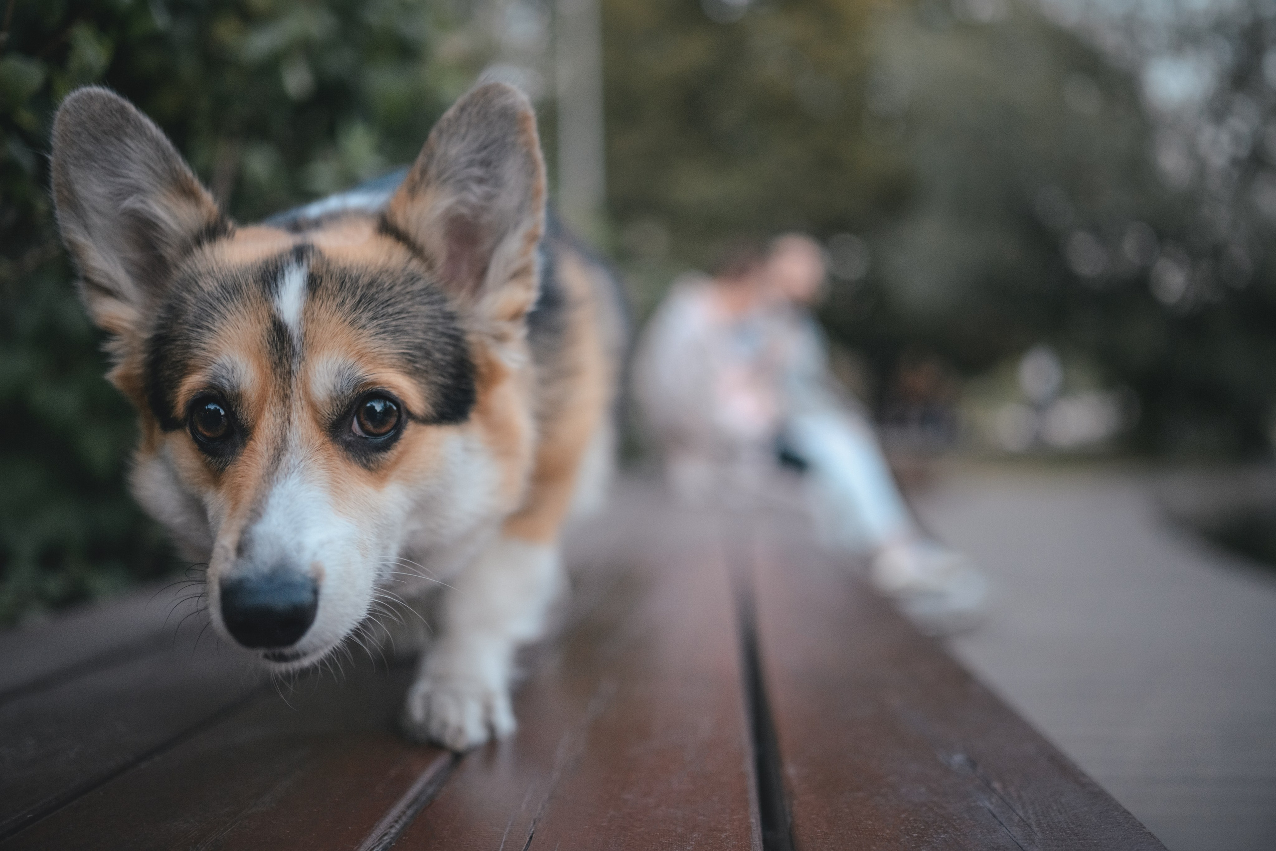 Ева, Леша и Лаванда. Фотограф Анималист в Москве Анастасия Жучкова
