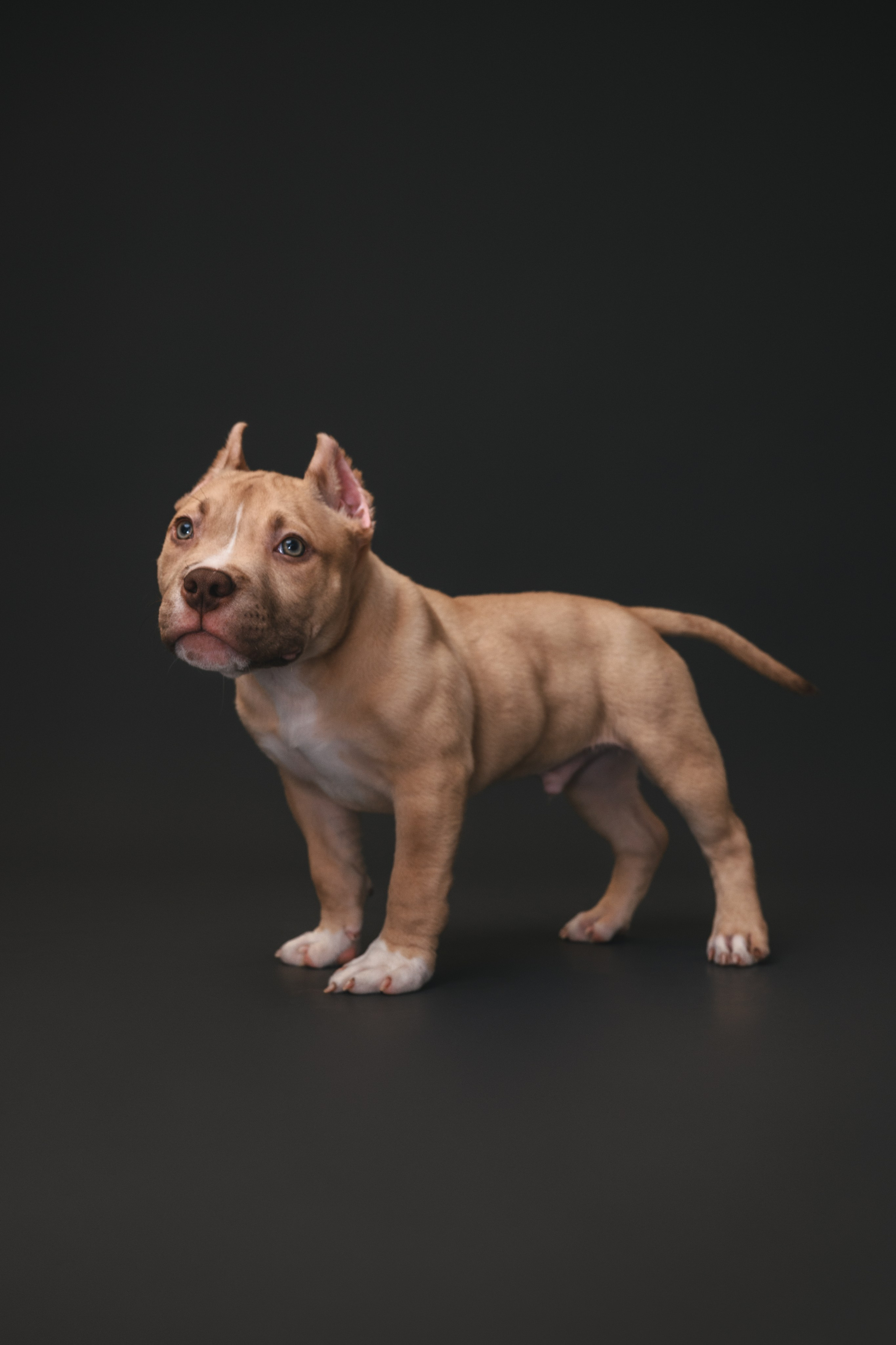 Булли. Фотограф Анималист в Москве Анастасия Жучкова