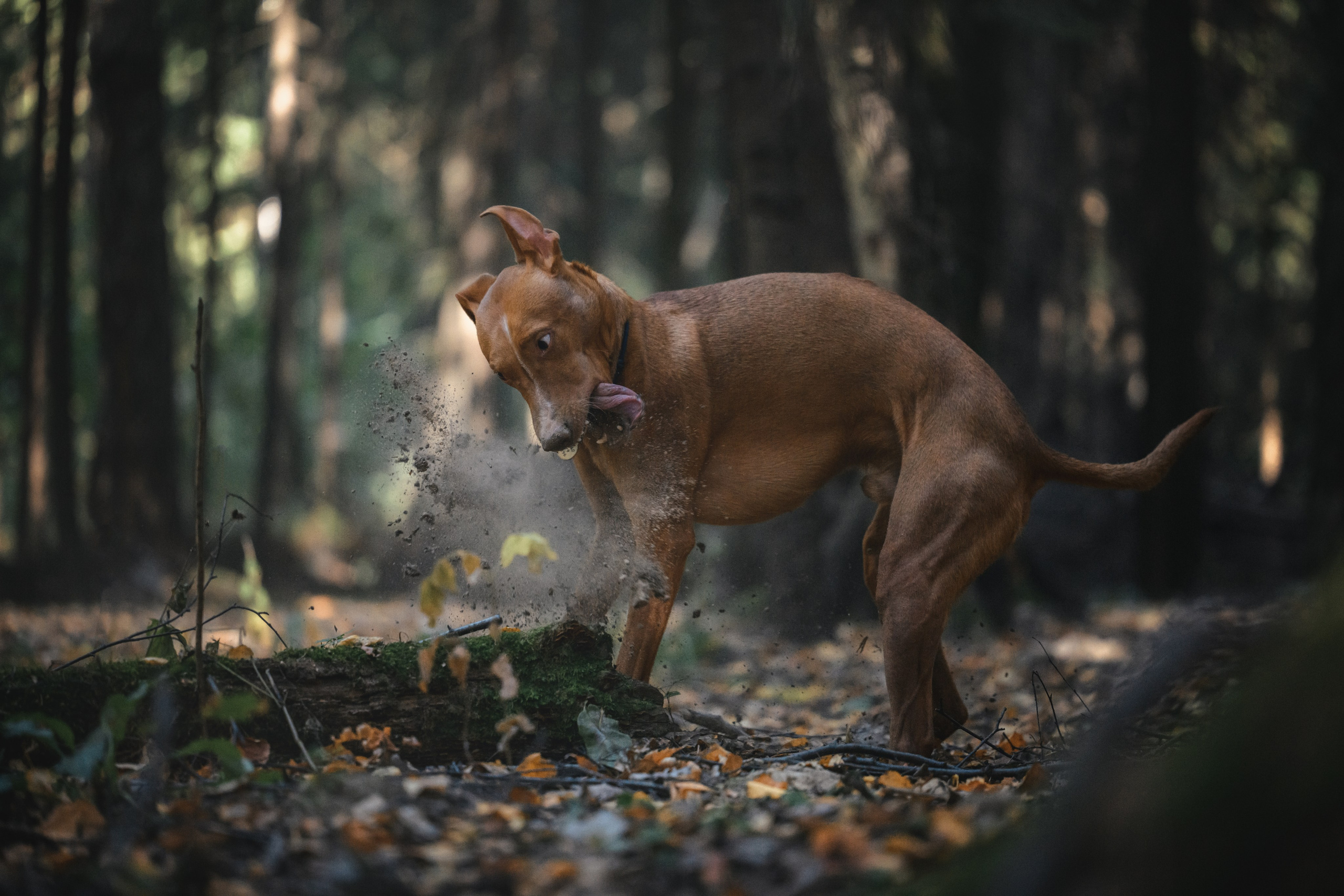 Чирнеко. Лесная прогулка. Фотограф Анималист в Москве Анастасия Жучкова
