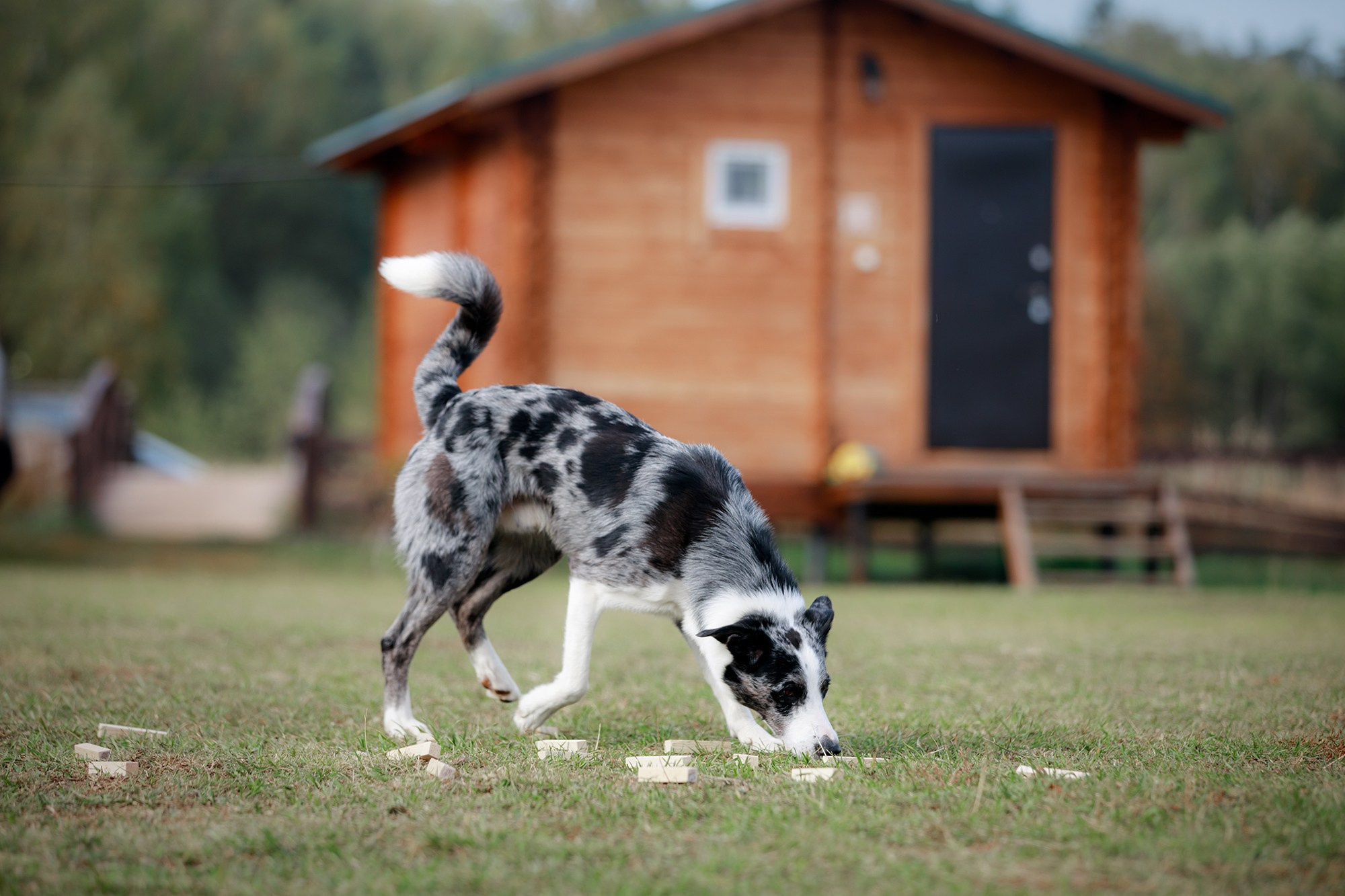 Лагерь по ОБД с Инной Баженовой. Фотограф-анималист Mary Mart — Москва, Питер