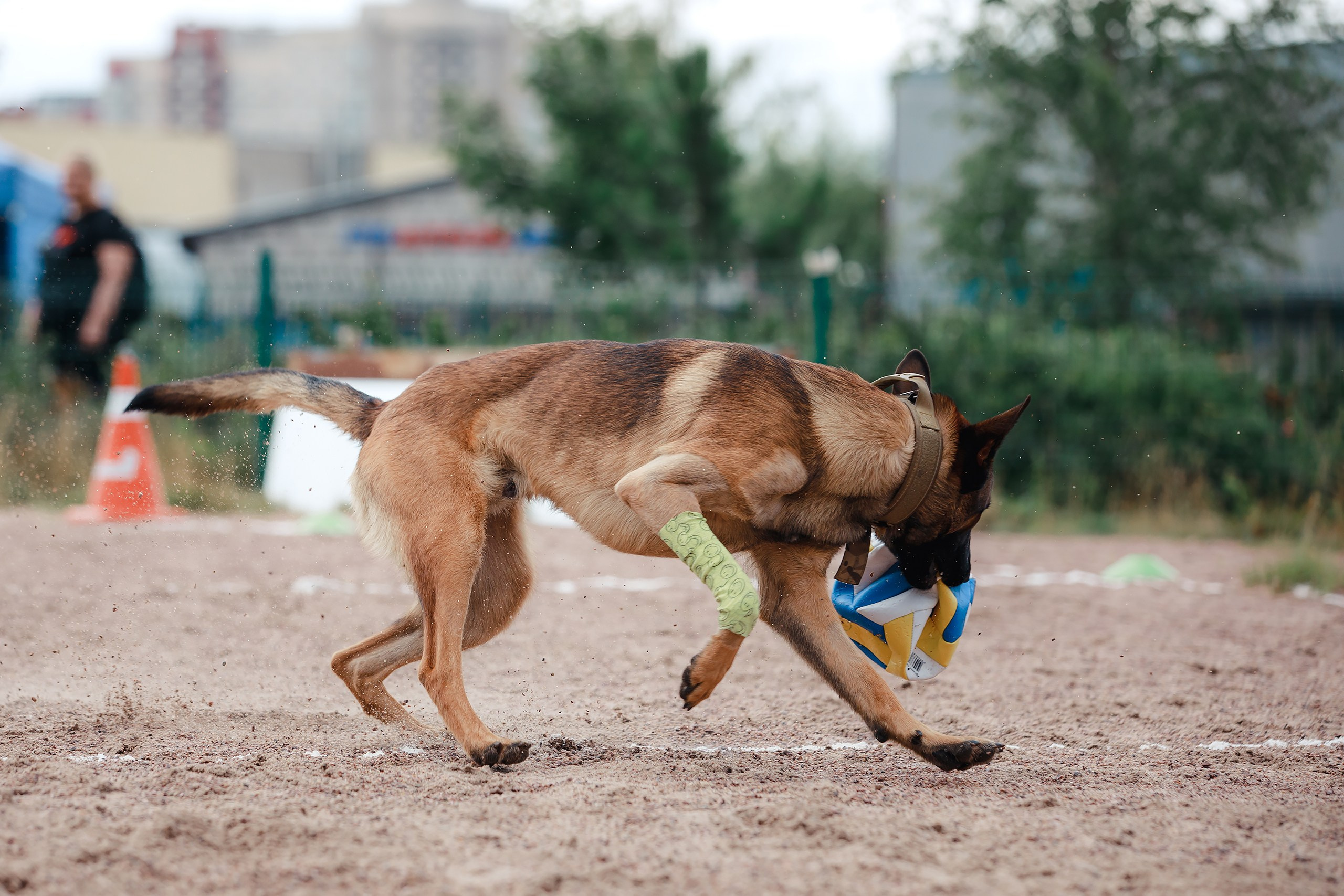 Питч&Гоу + веселые старты. Фотограф-анималист Mary Mart — Москва, Питер