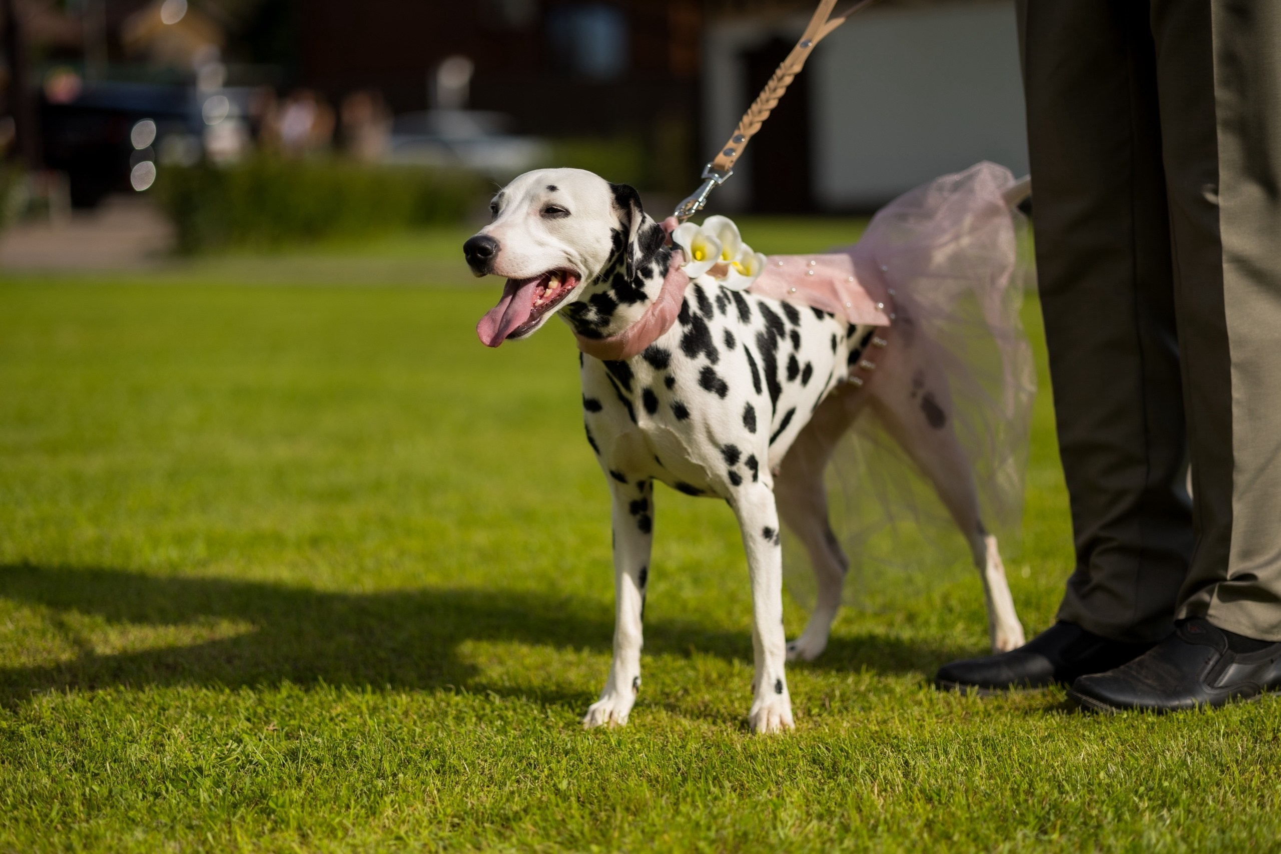 День свадьбы. Фотограф и видеограф Лашманов Павел