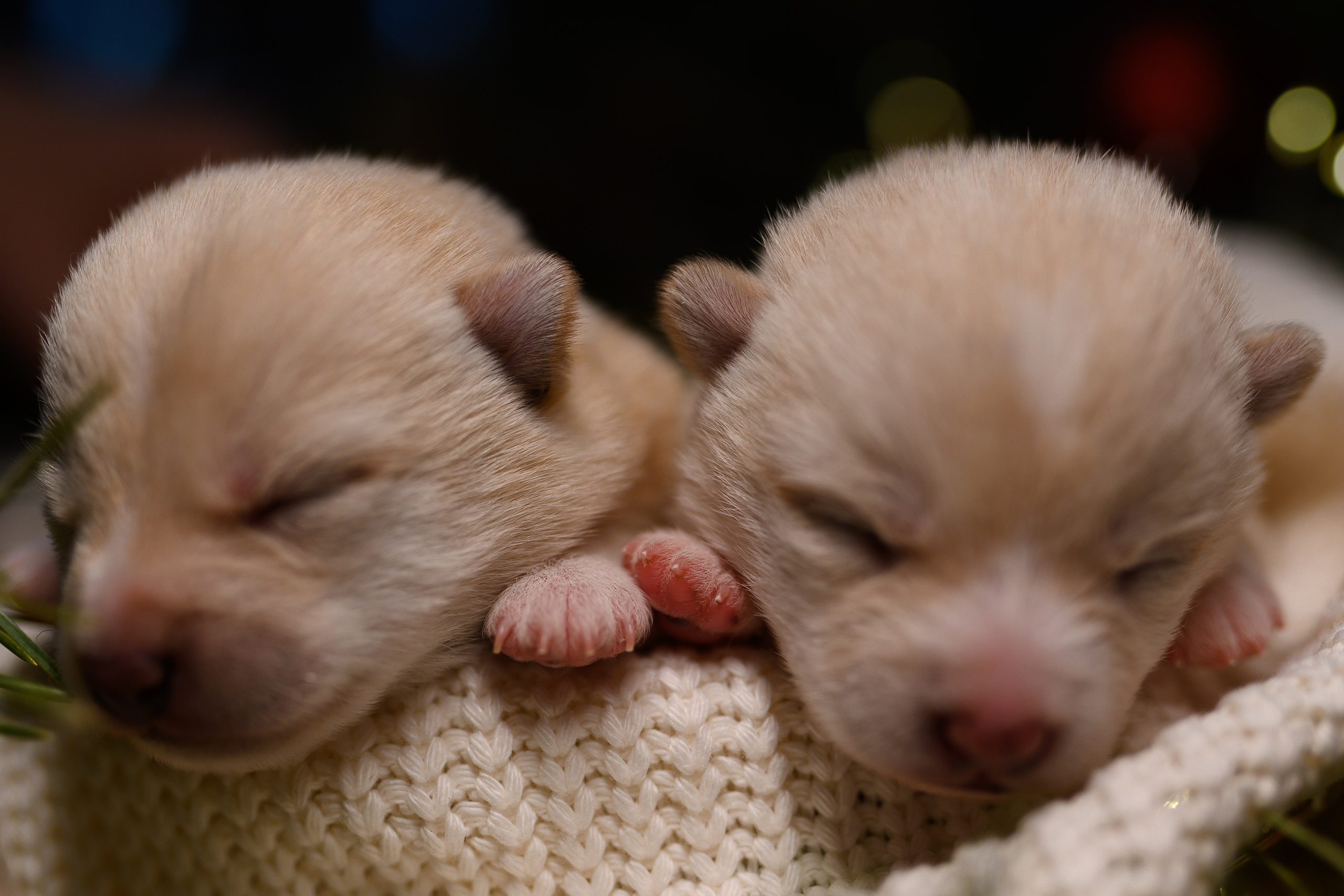 Мамесиба. Фотограф анималист в Москве Ольга Агушева