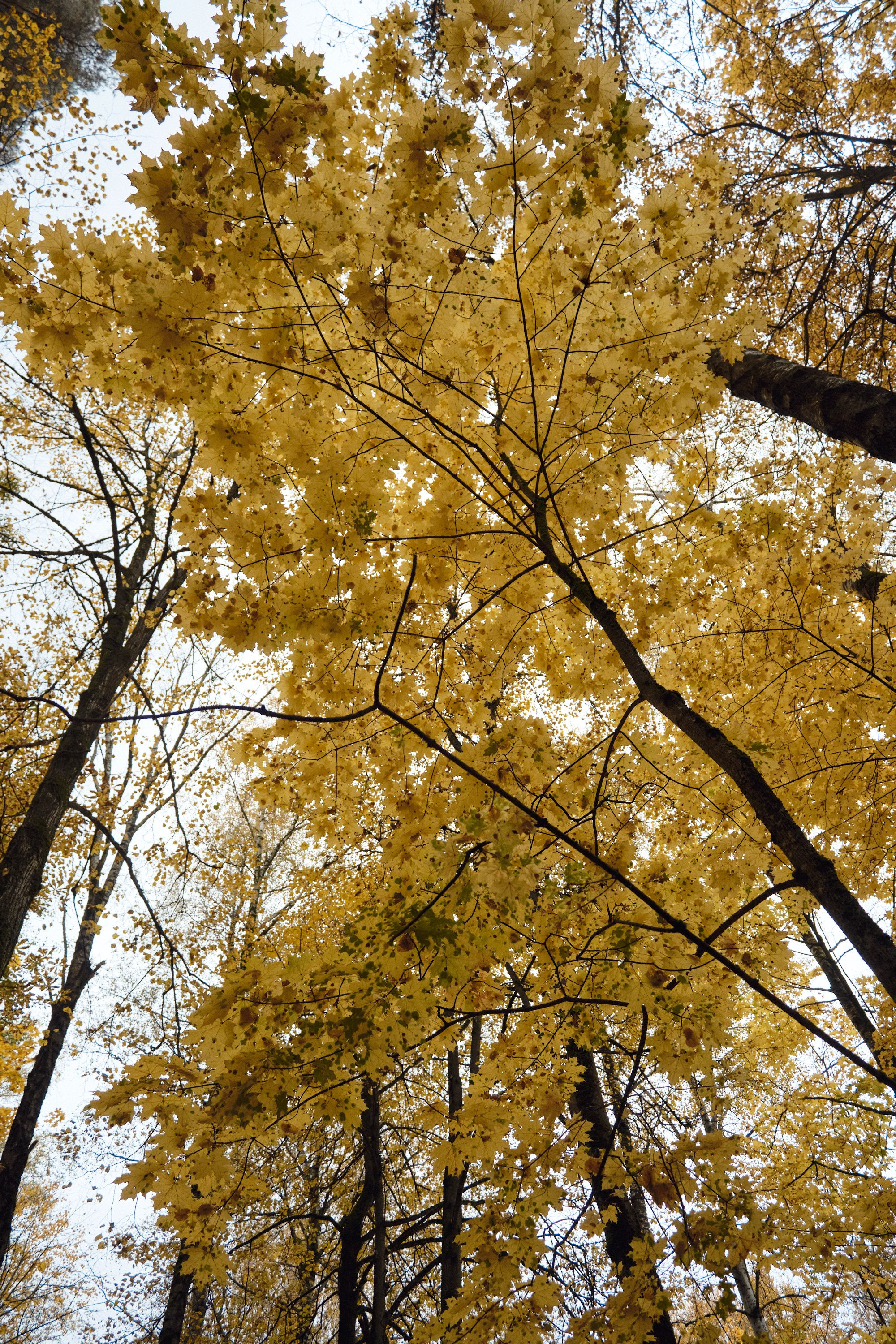 Парк Синичка | Красногорск. Фотографъ Сергѣевъ. Поймать мгновеніе