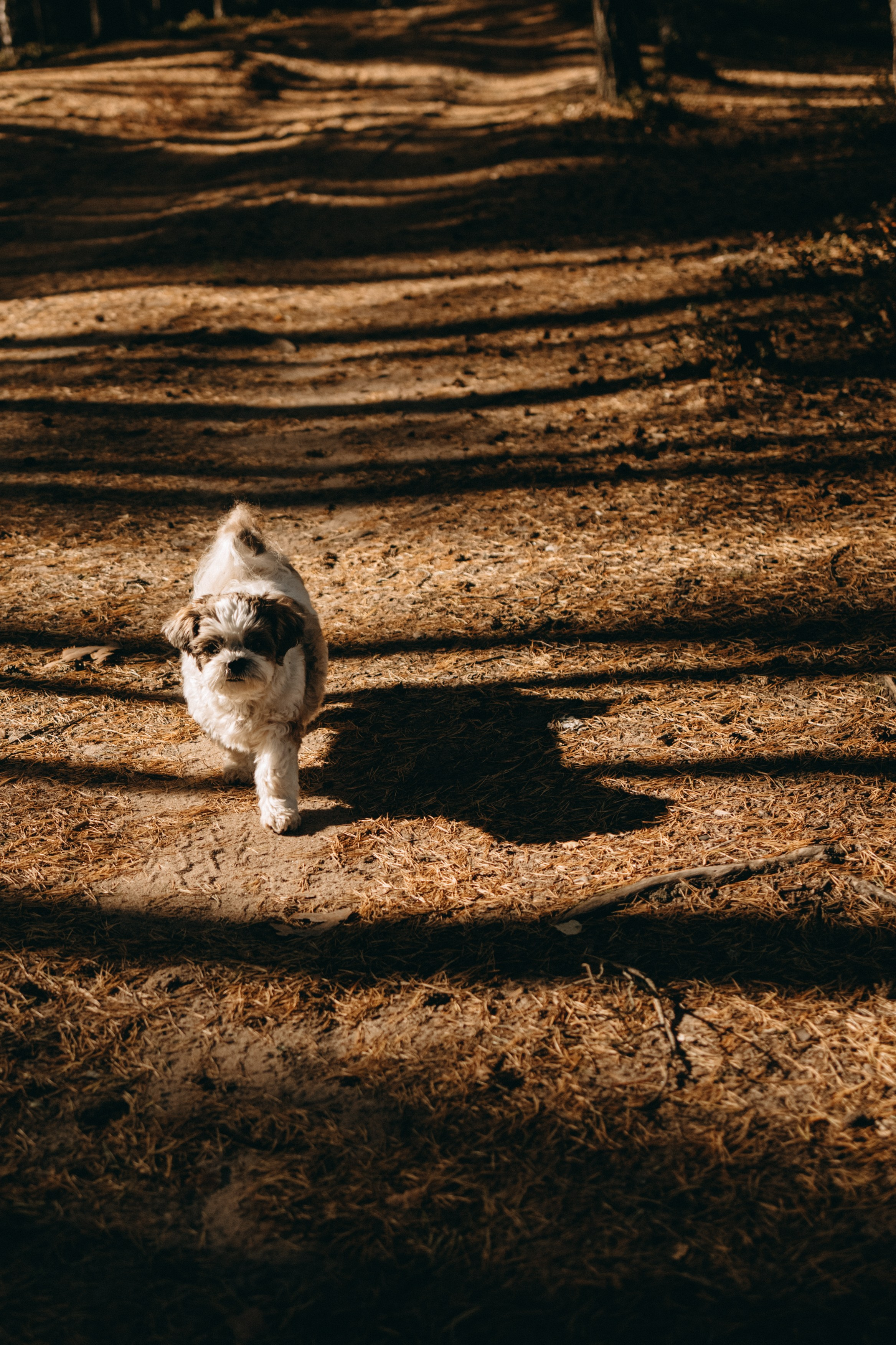 Настя и Франт. Фотограф — Анималист | Санкт-Петербург