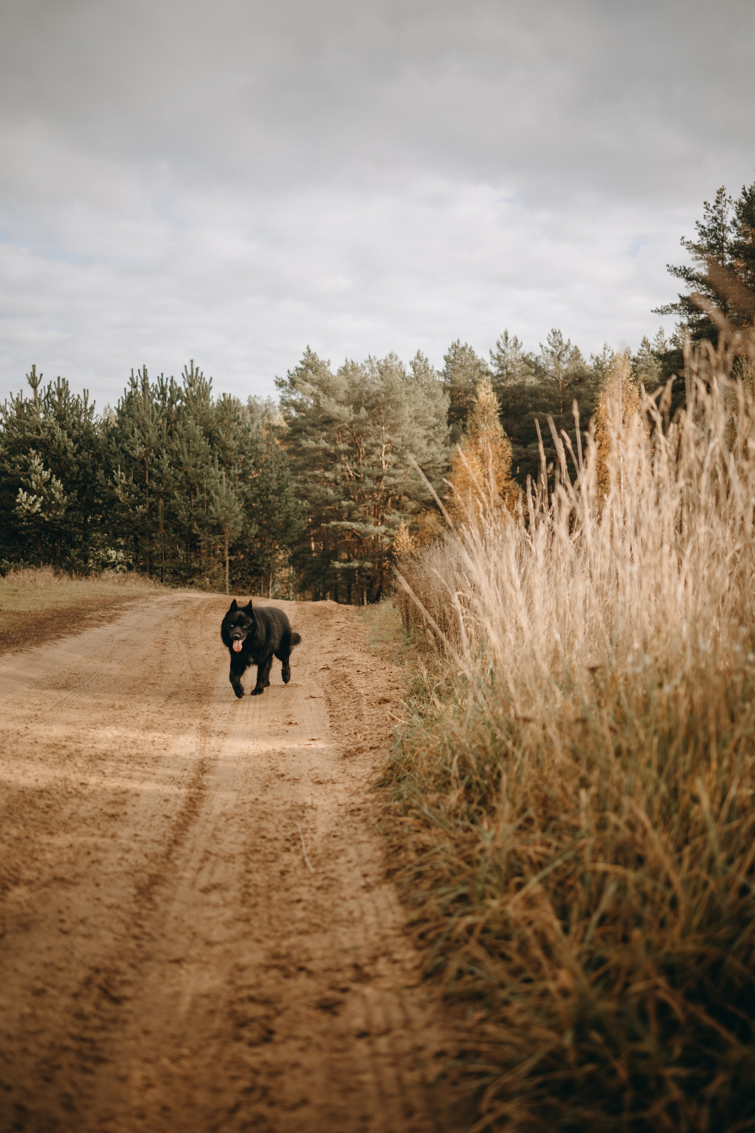 Лора и Джанго. Фотограф — Анималист | Санкт-Петербург