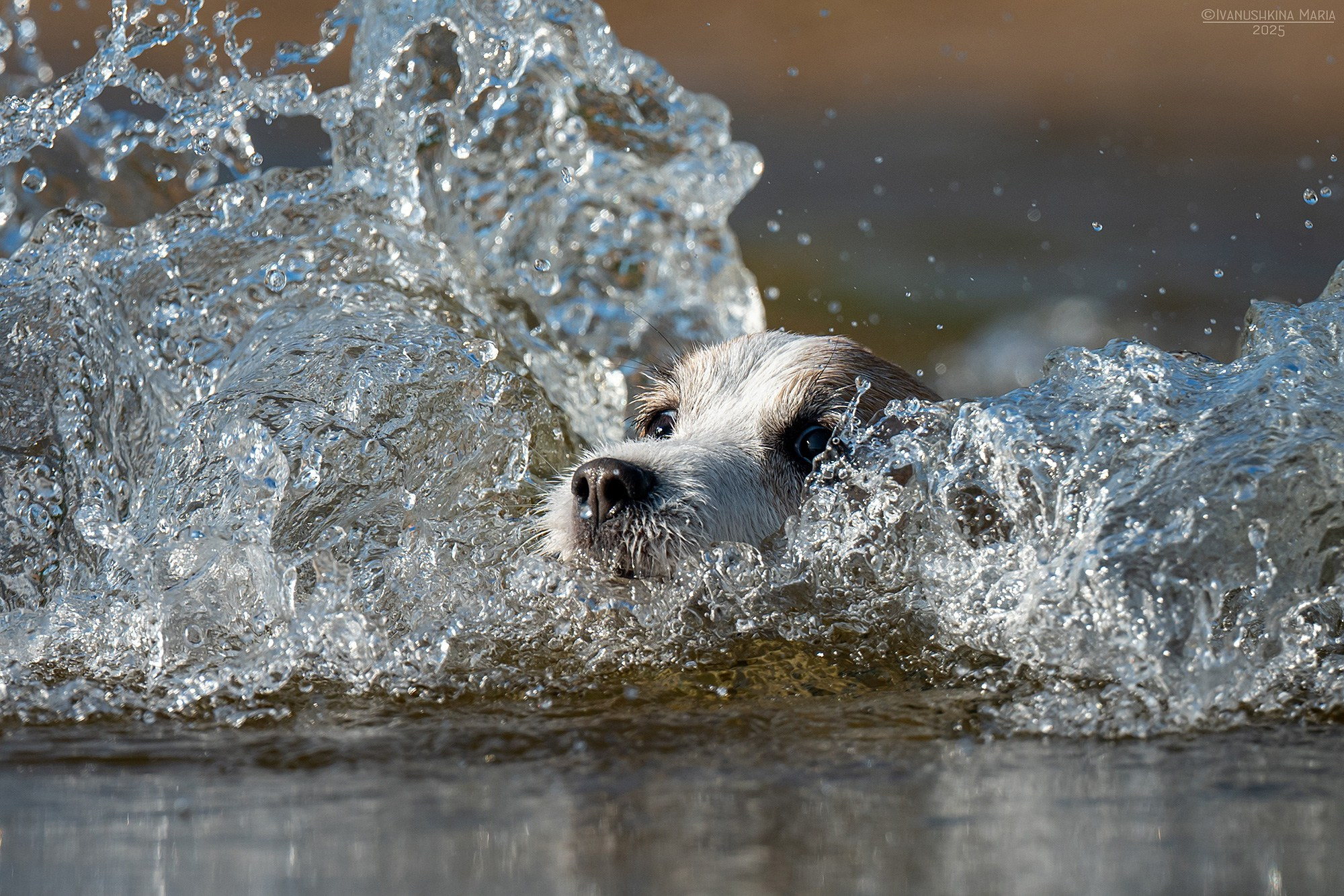Фотограф-анималист. Фотограф собак в Москве и Московской области Иванушкина Мария