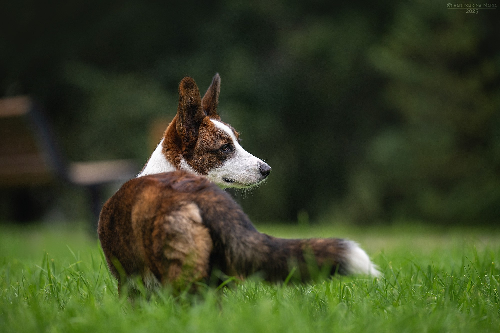 Фотограф-анималист. Фотограф собак в Москве и Московской области Иванушкина Мария
