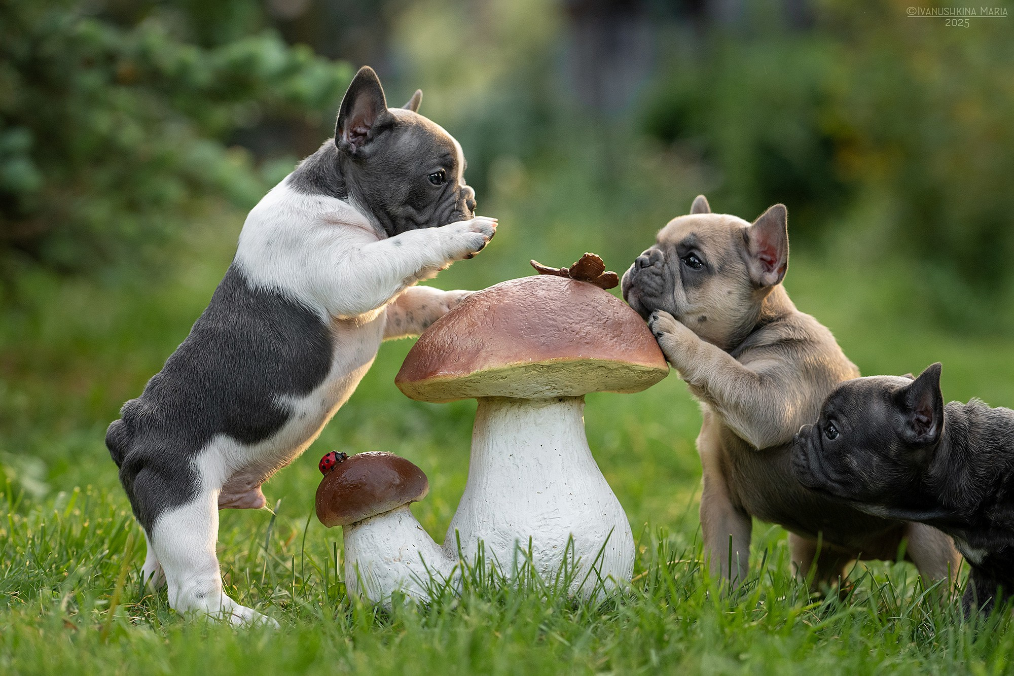 Фотосессия щенков на продажу. Фотограф собак в Москве и Московской области Иванушкина Мария