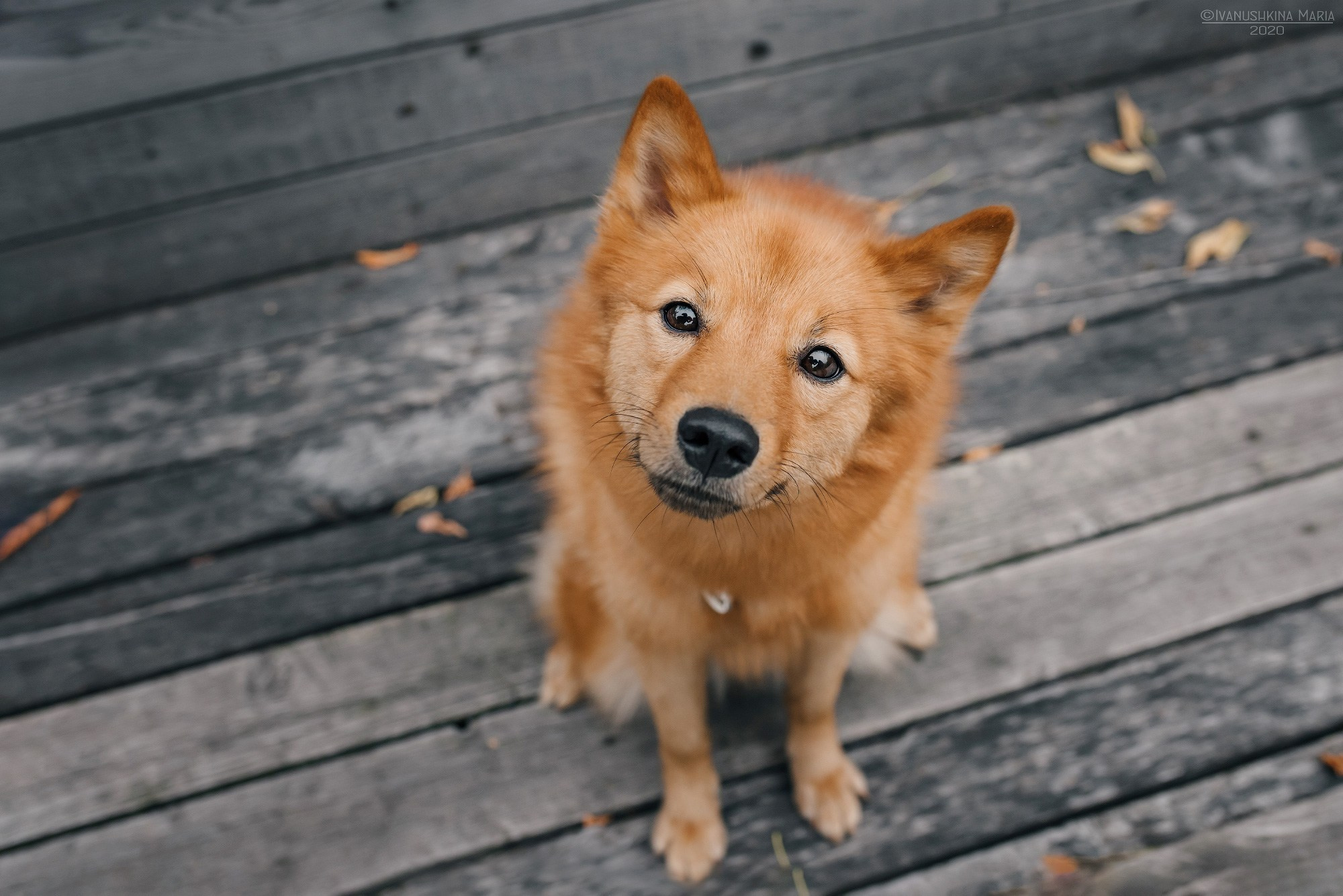 финский шпиц