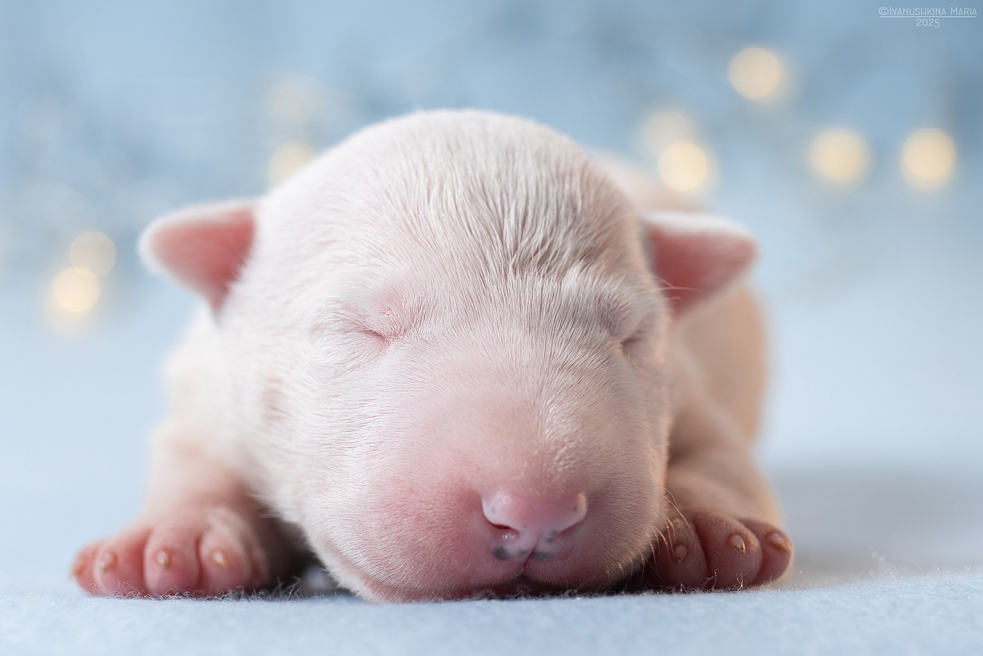 Ньюборн фотосессия щенков. Фотограф собак в Москве и Московской области Иванушкина Мария