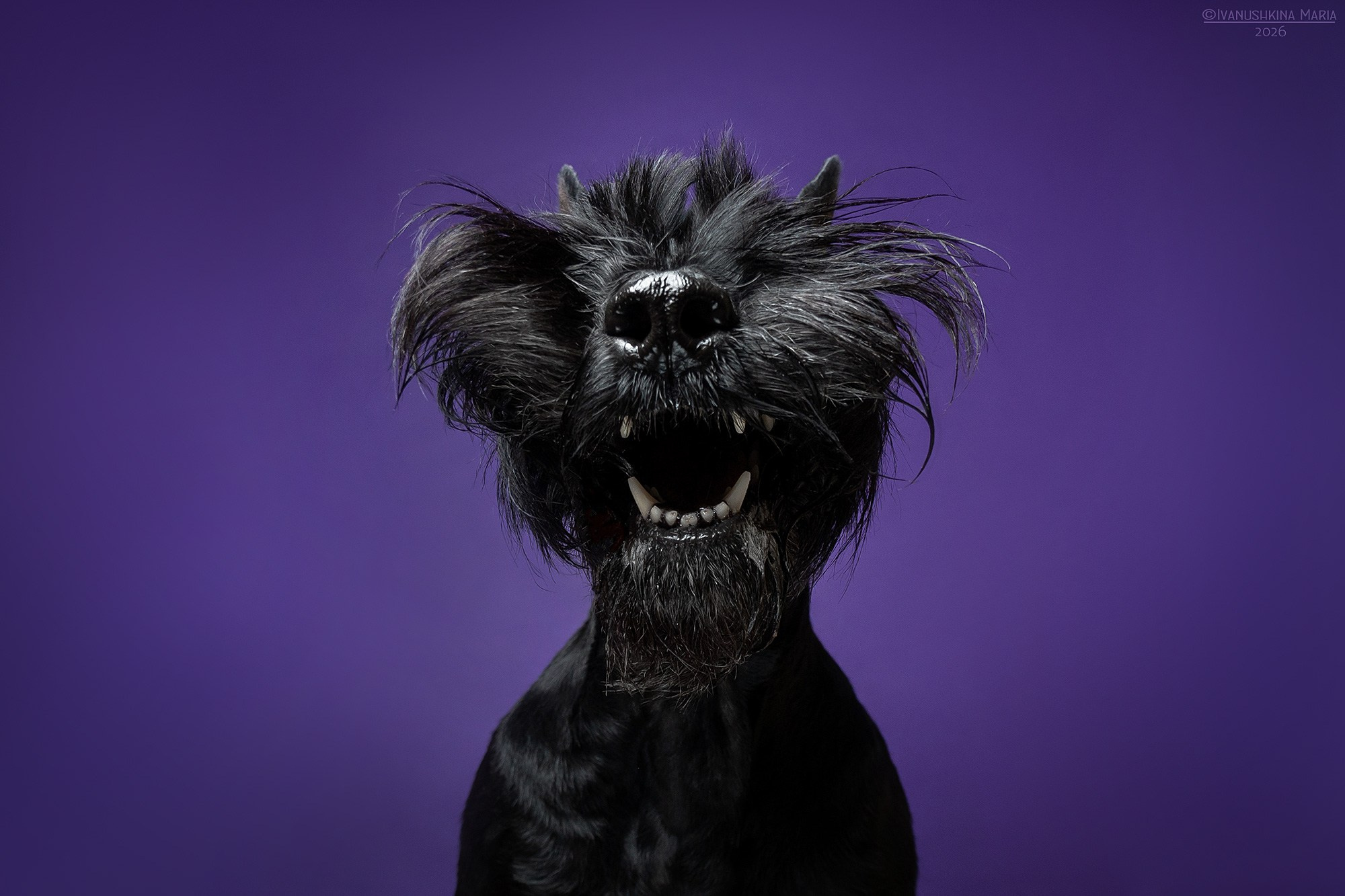 Фотосессия собаки в студии. Фотограф собак в Москве и Московской области Иванушкина Мария