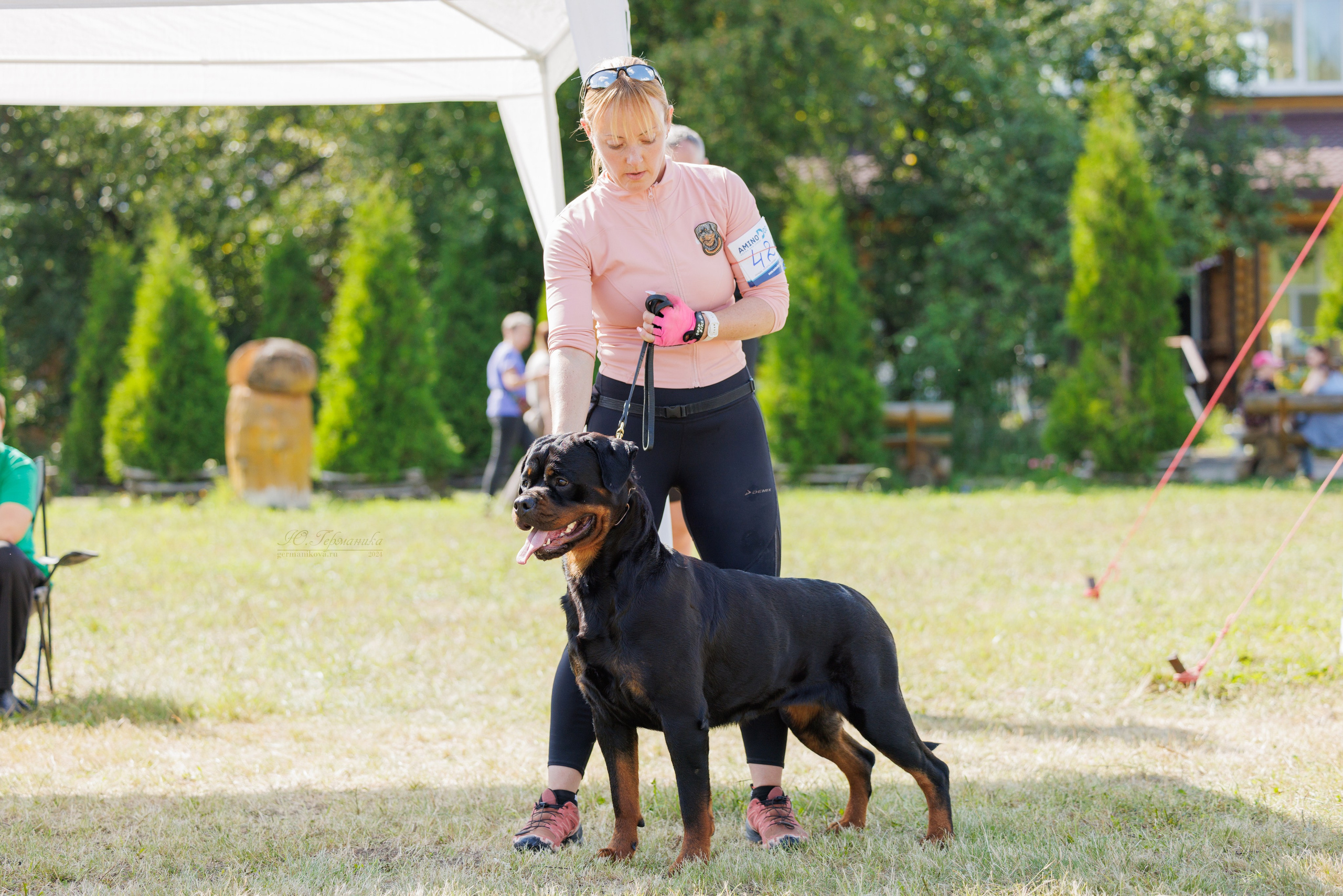 Рязань-Ховрино 10-11.08.2024 3хмоно ротвейлеров. Фотограф-анималист Юлия Германика