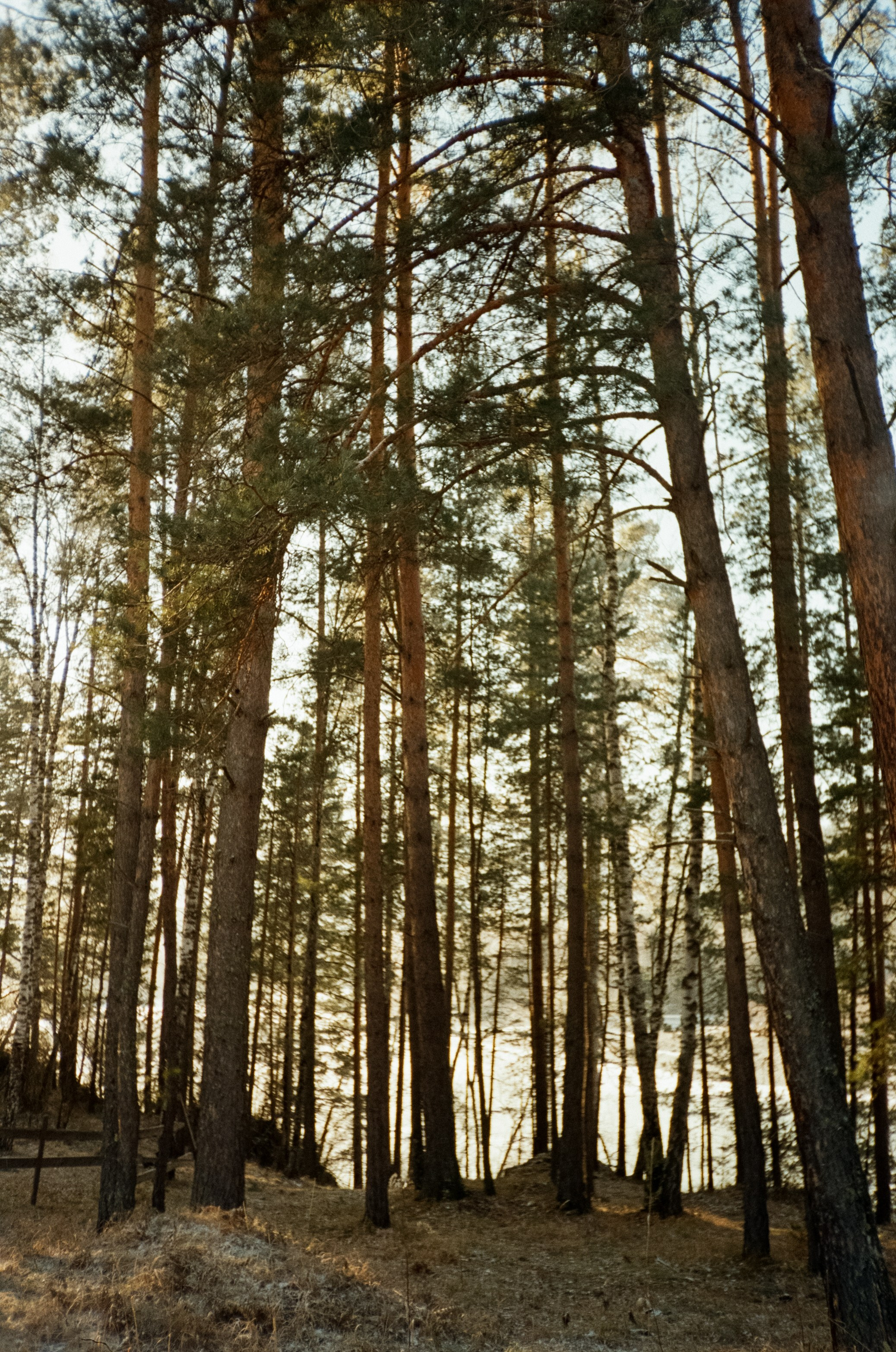 Дорога до Coffee Bus по Чемальскому тракту и Кедровый остров. Фотограф-документалист Мария Осокина