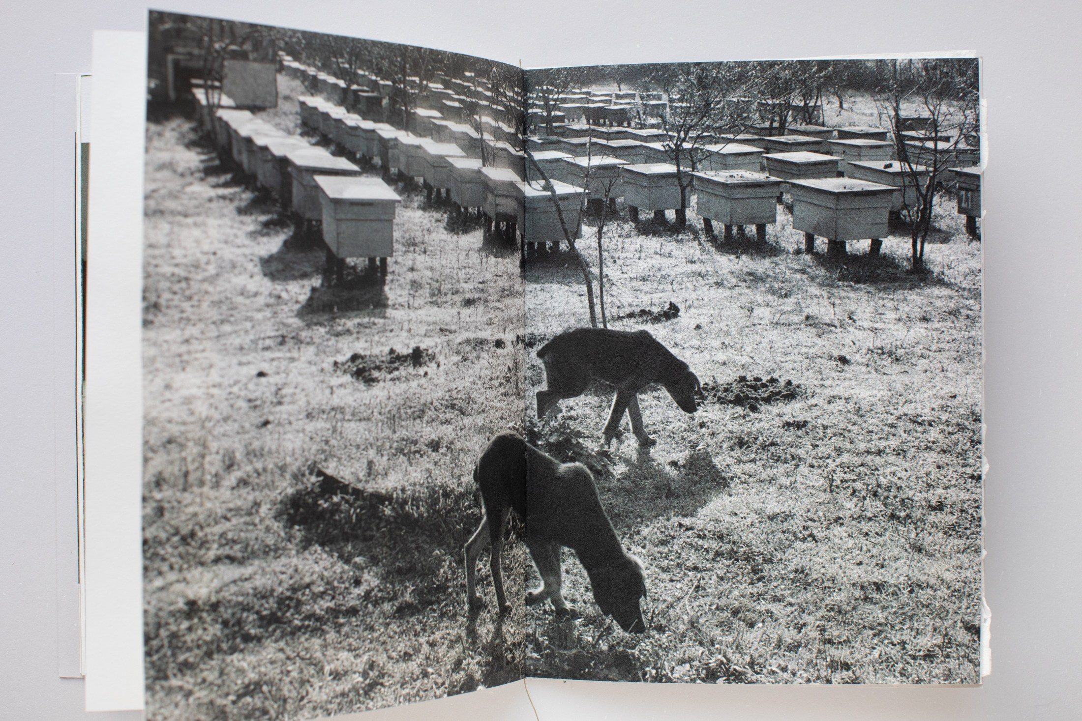 Зин «Про деревья, насекомых и людей». Natalya Madilyan