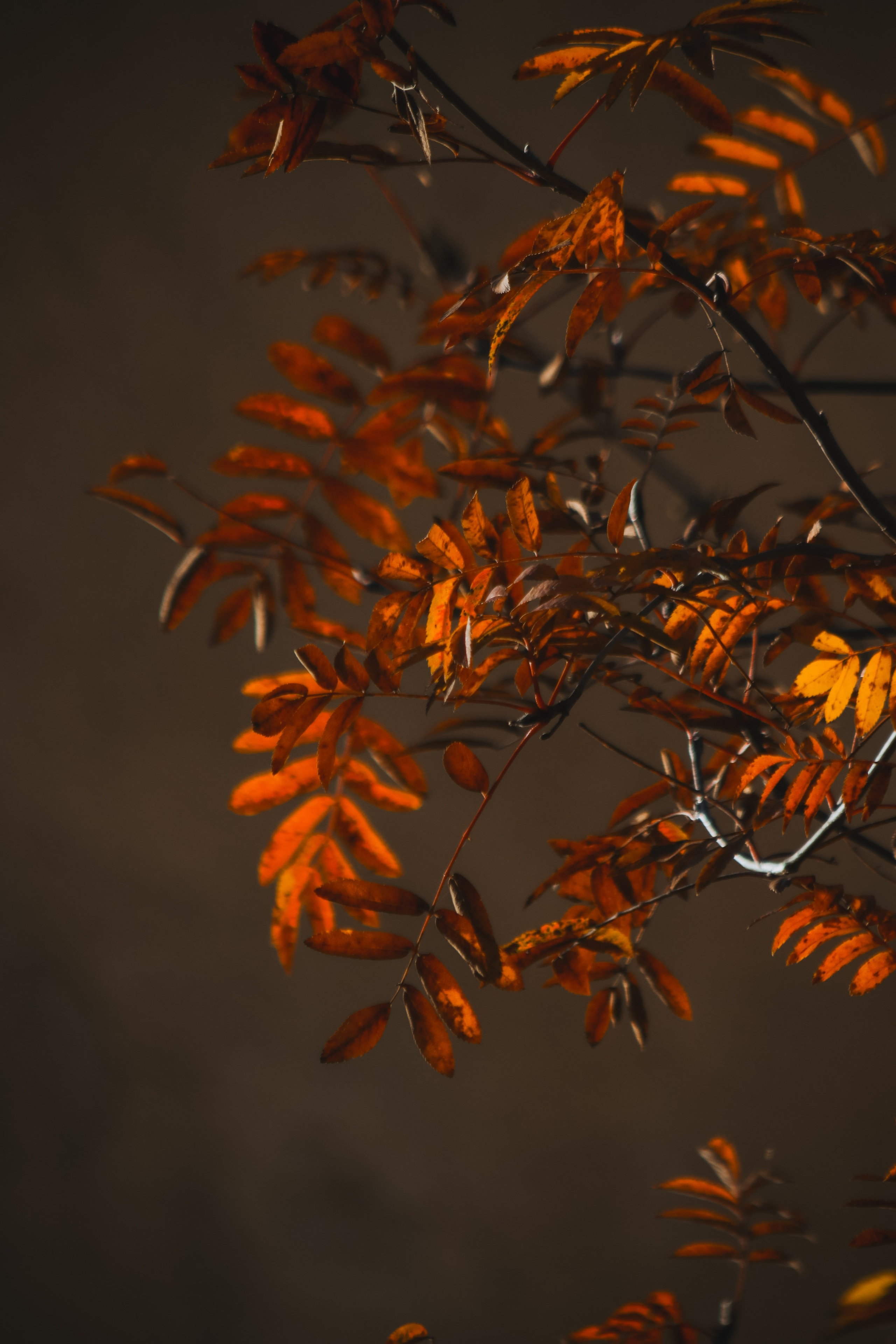 Ж Е Л Т Ы Й. — Digital Noise —