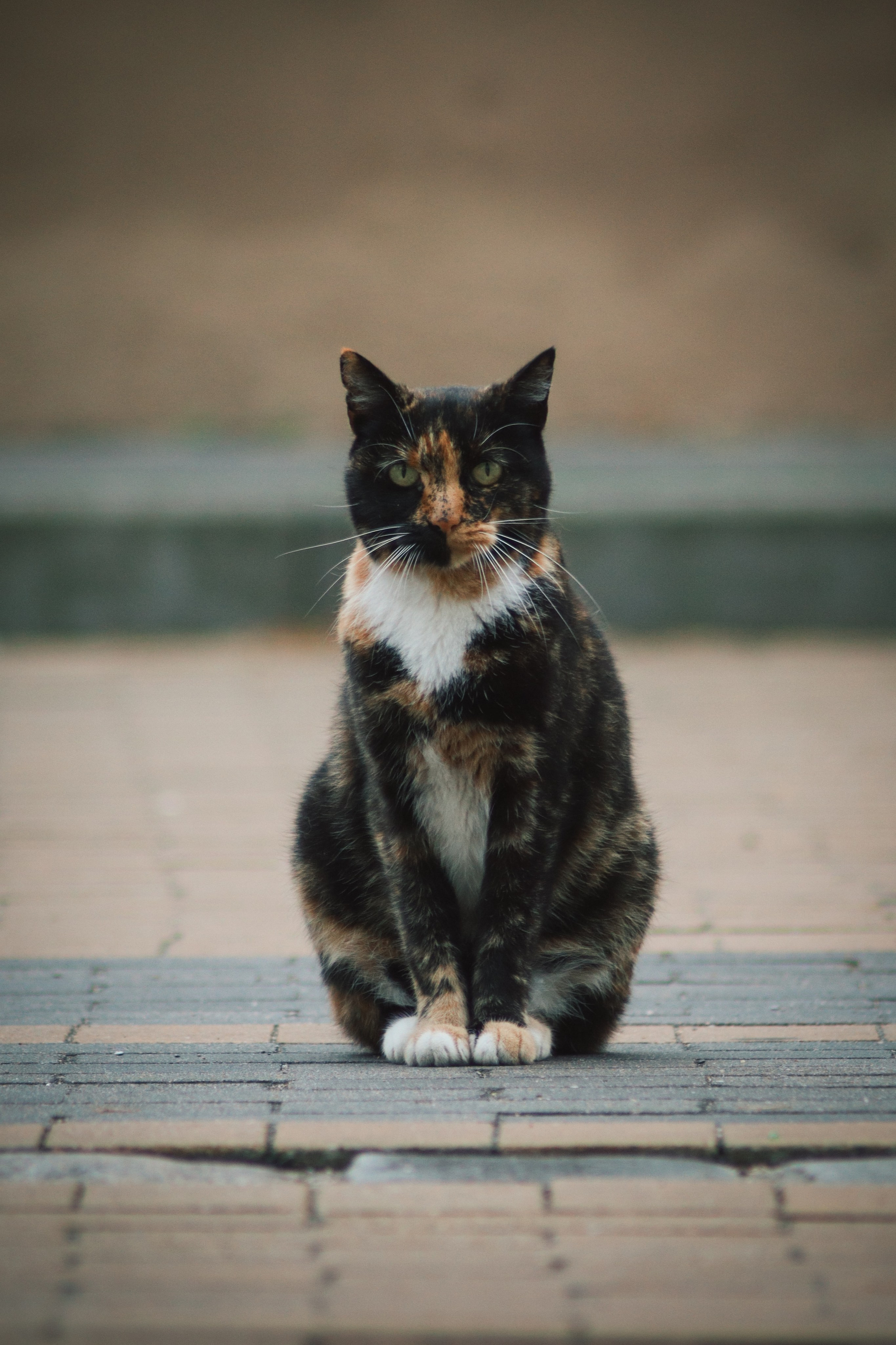 Р А З Н Ы Е — К О Т Ы. — Digital Noise —