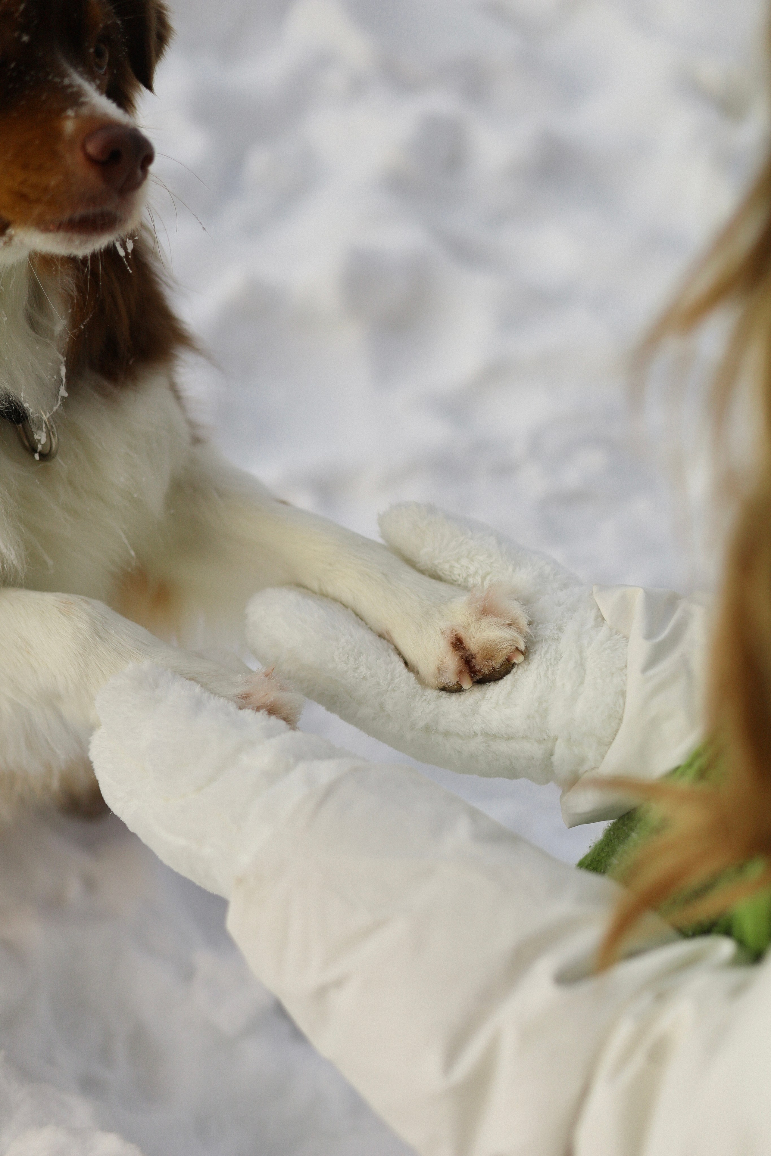 Макалу и Аня. Фотограф-анималист Ксения Шевцова|Москва