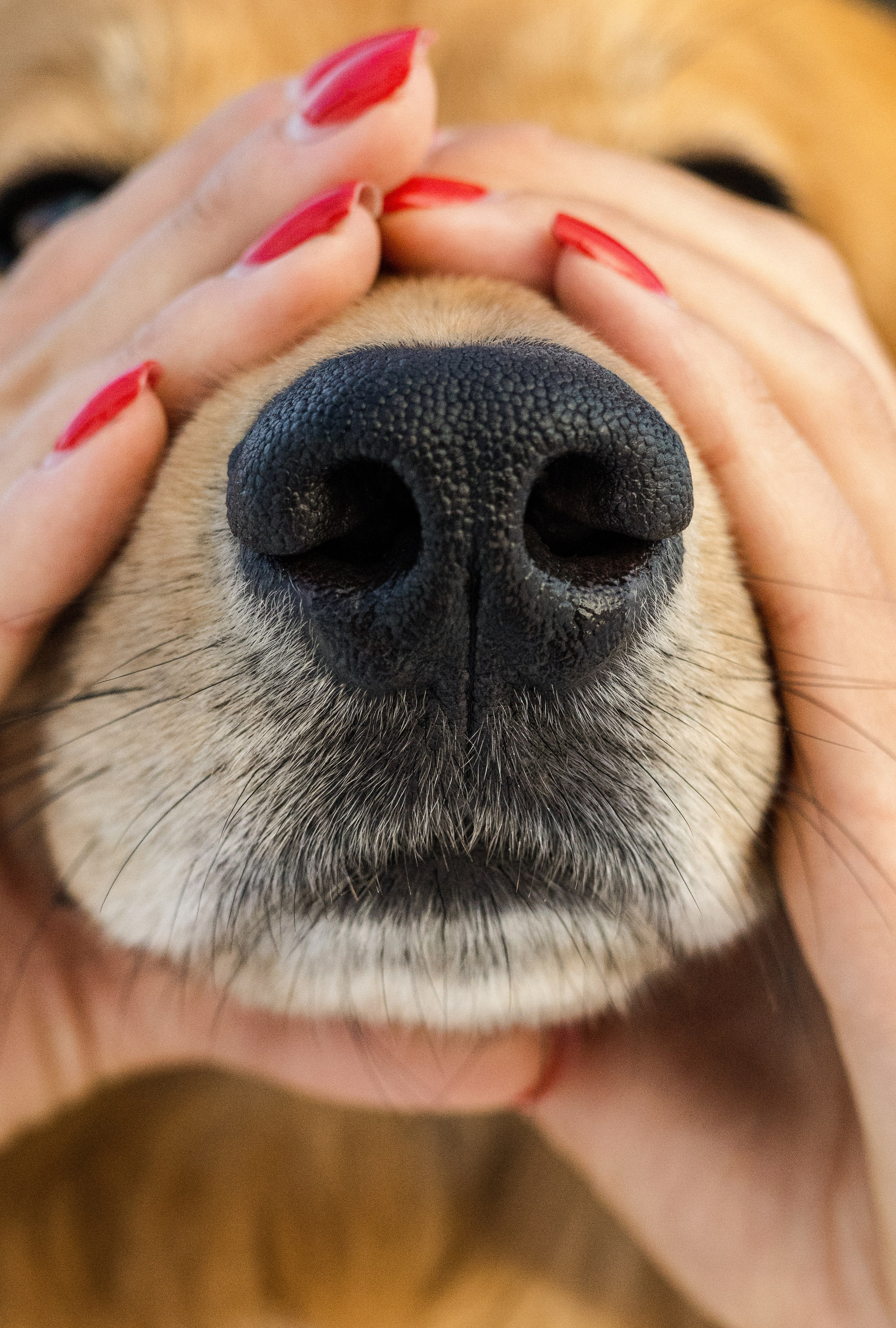 Рыж и Яна. Фотограф-анималист Ксения Шевцова|Москва