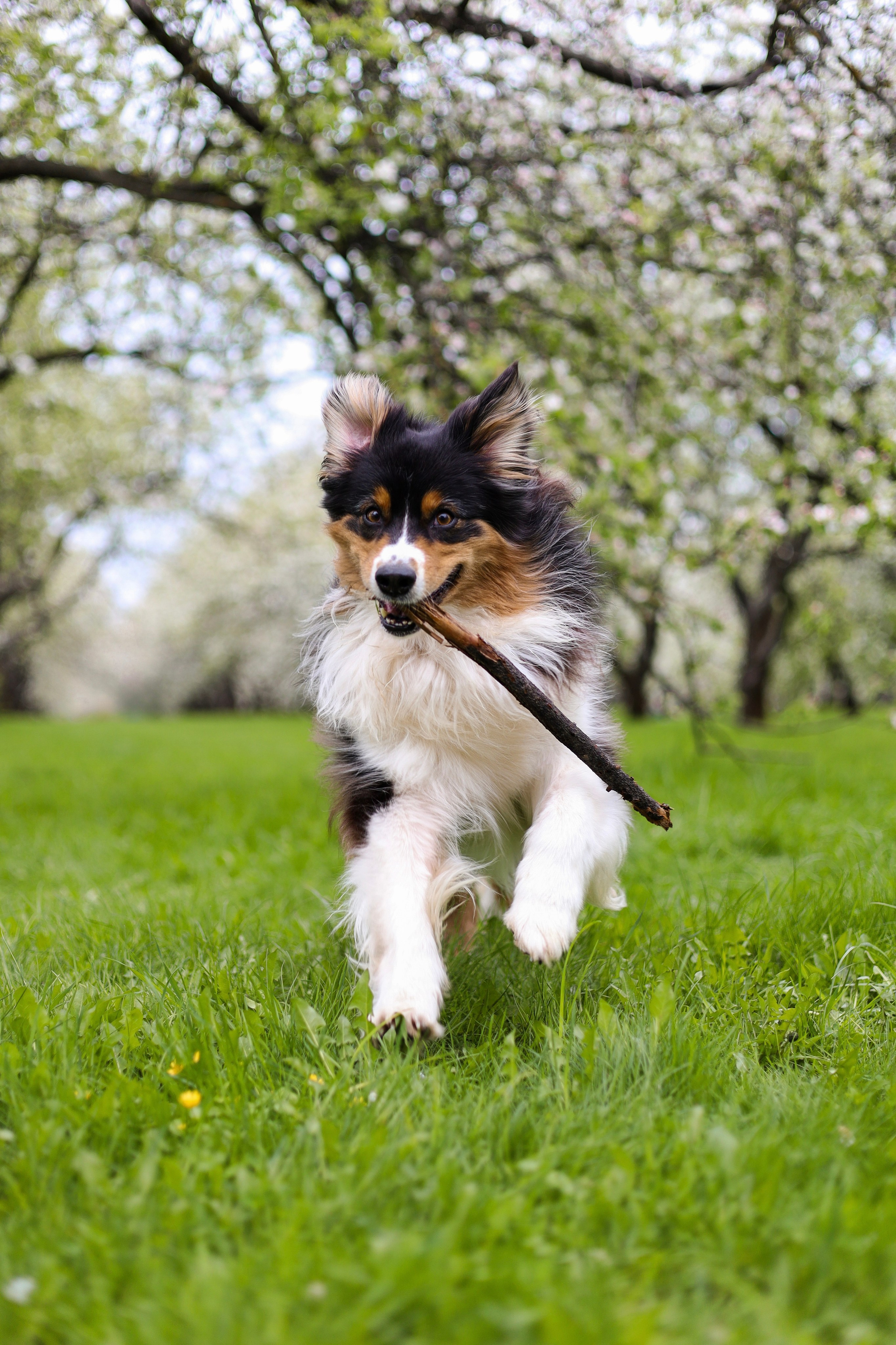 Келли и Света. Фотограф-анималист Ксения Шевцова|Москва