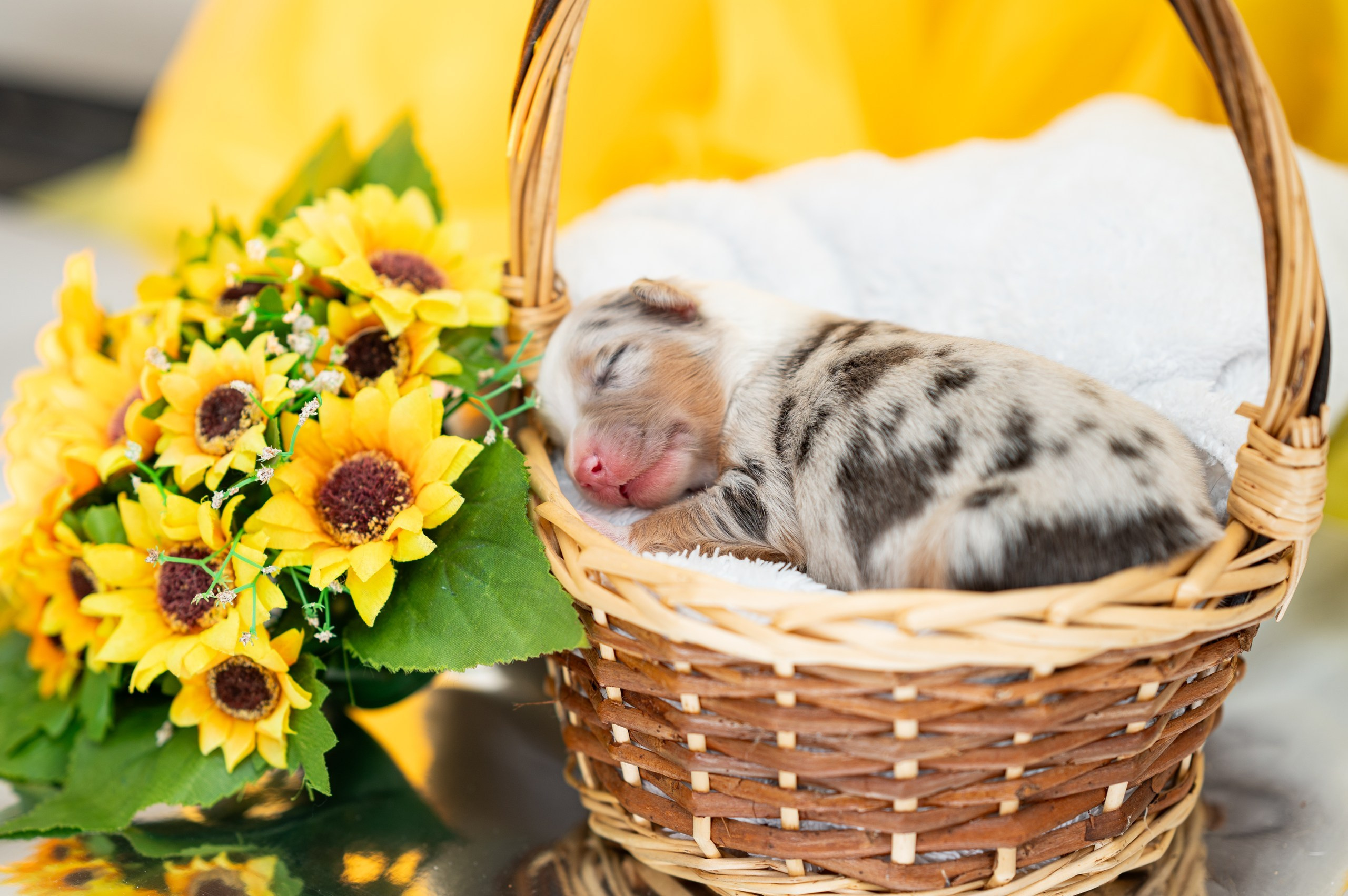 Заводчик Влада Эльман. Творческий фотограф Вологда