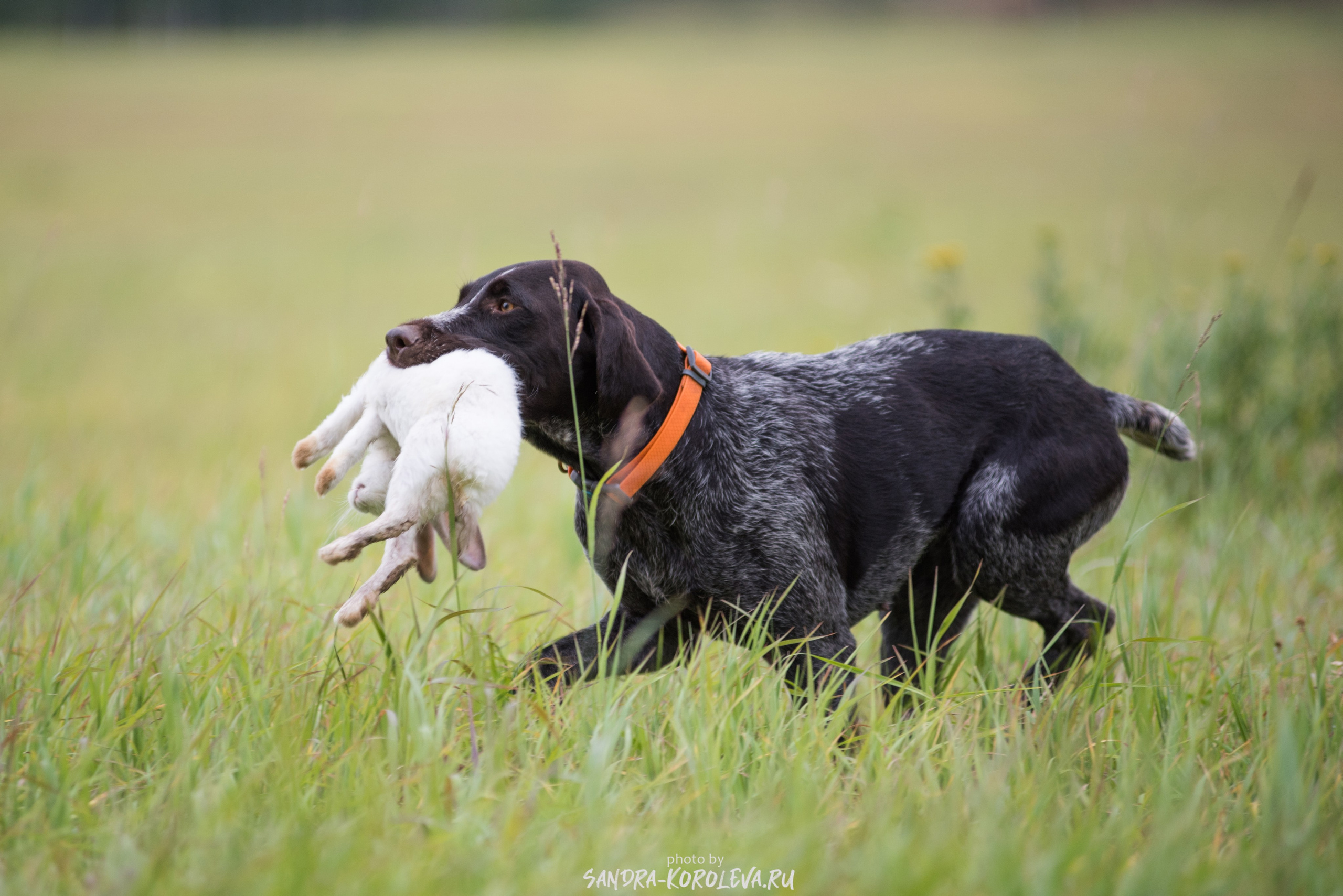 Рабочие дипломы. Главная