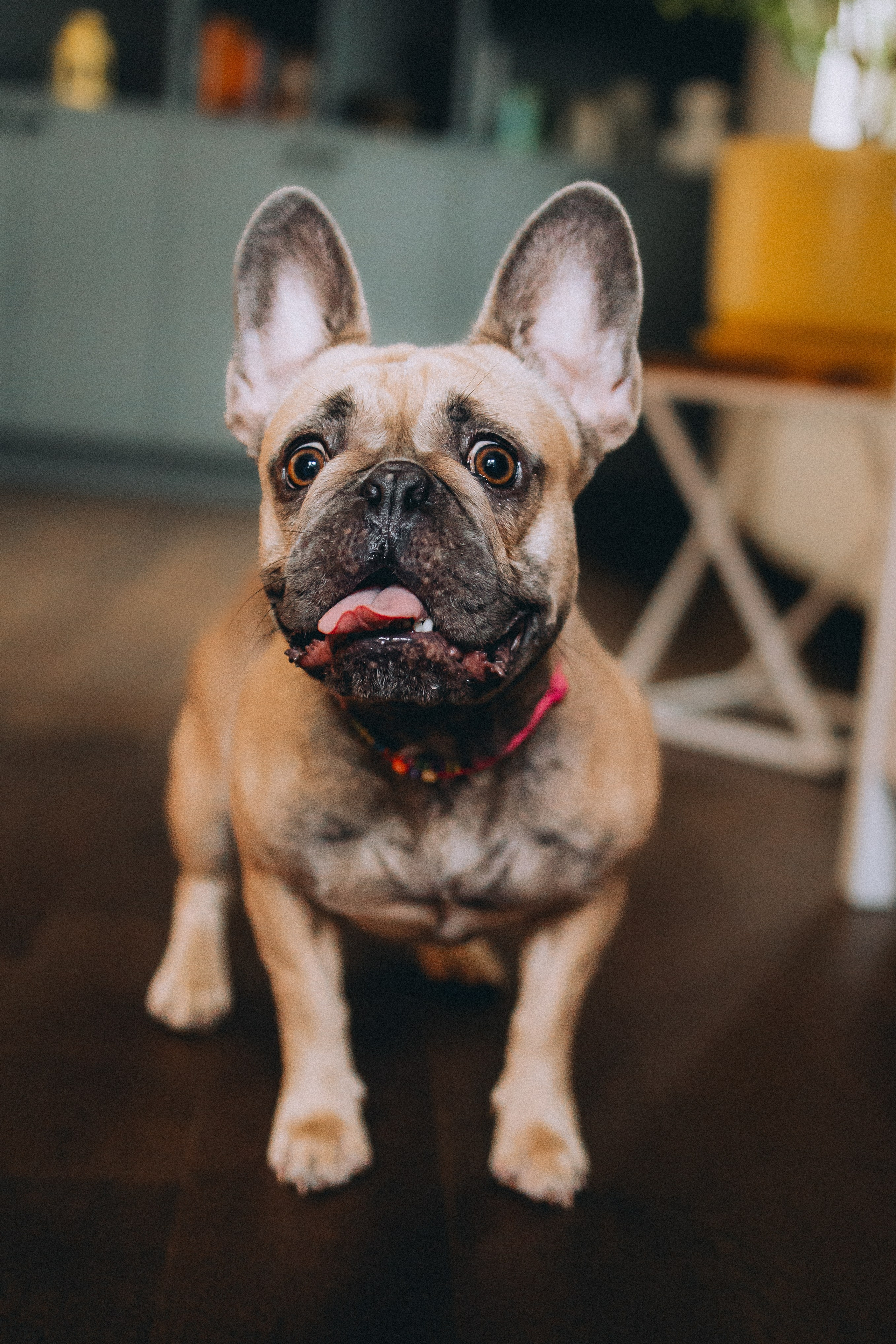 Юля, Мия и Зек