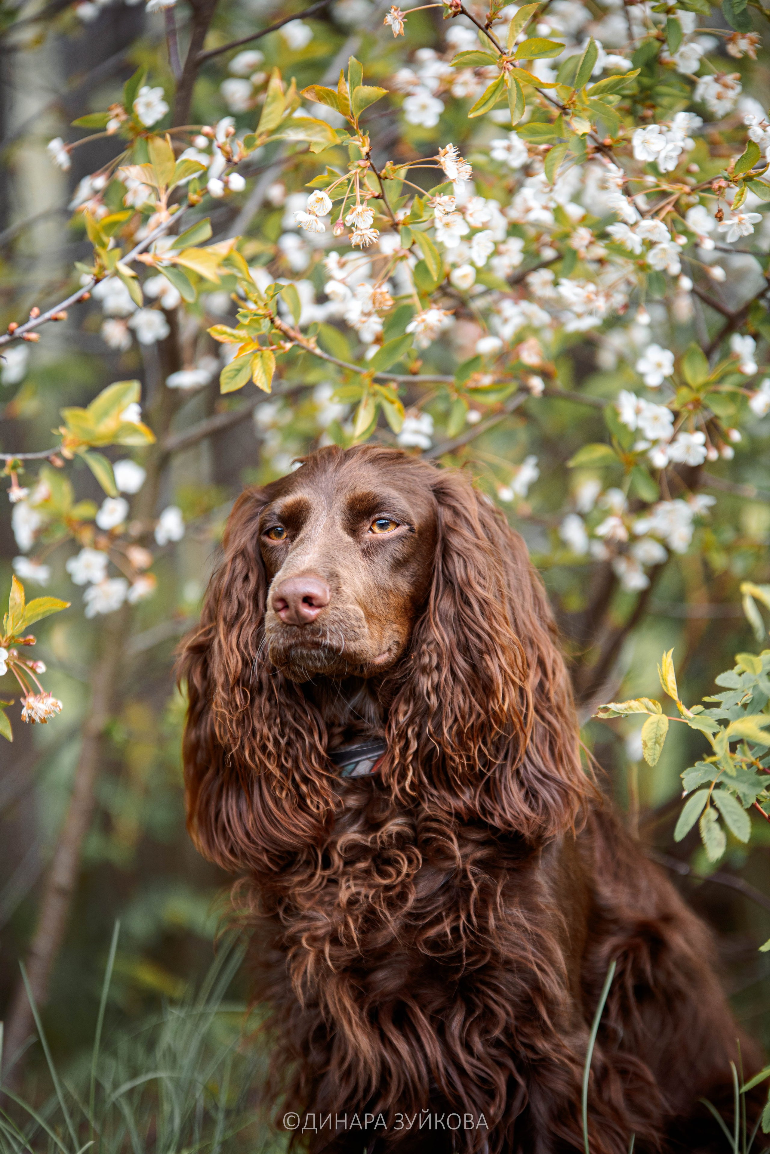 Собаки. Мотофотограф в Нижнем Новгороде Динара Зуйкова
