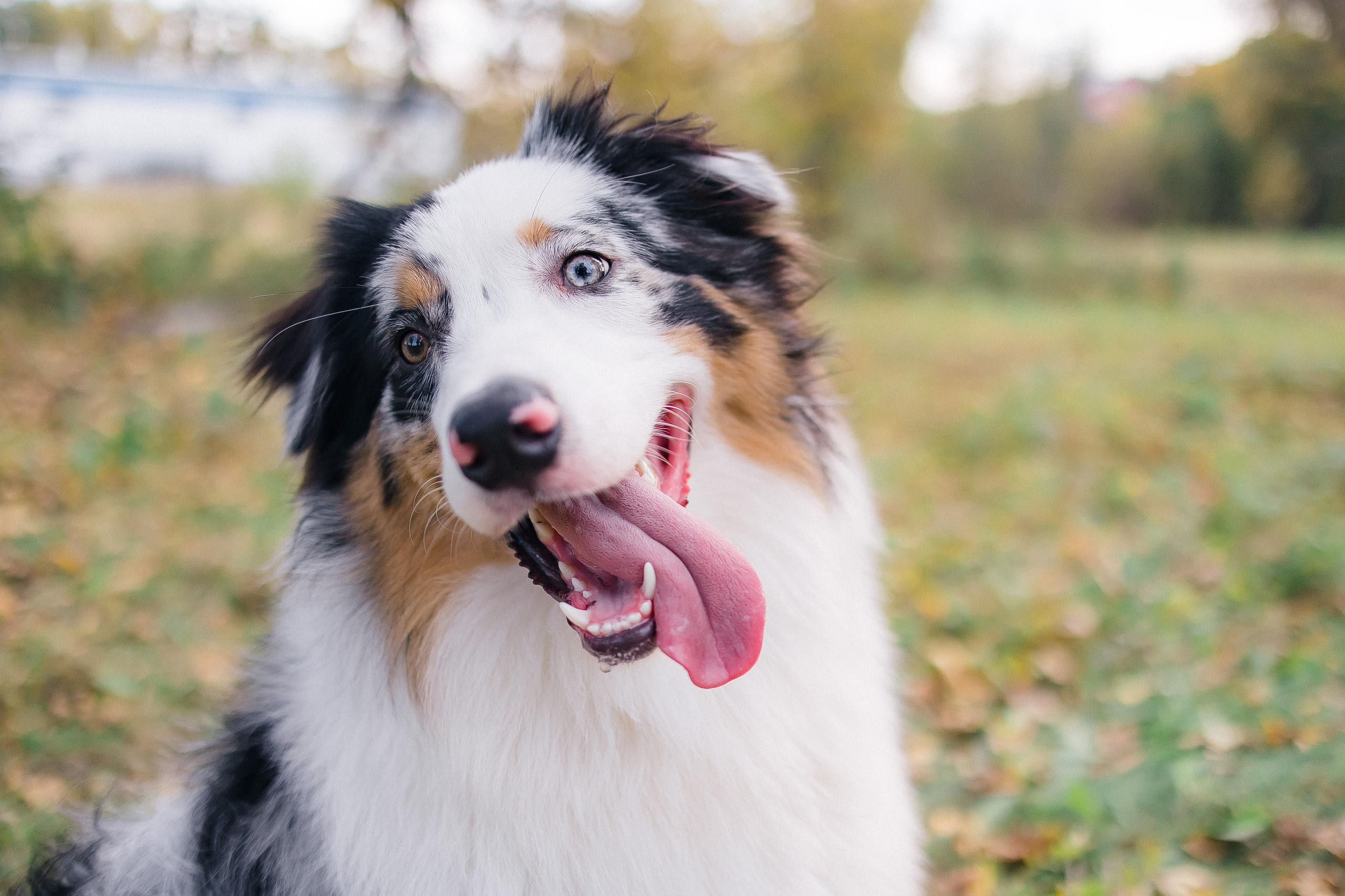 Аусси Дэймон. Свадебный и женский фотограф