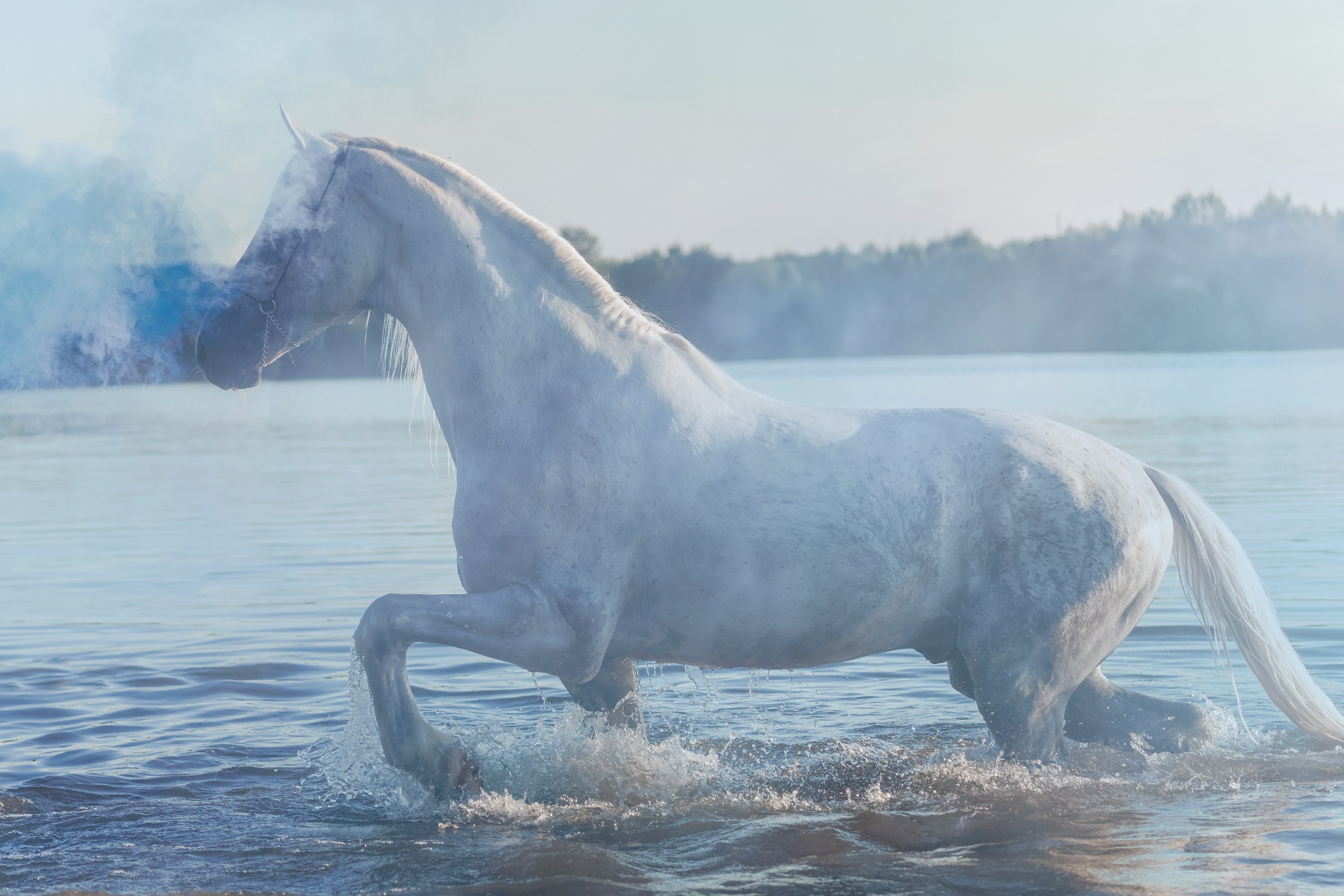 Life with horse. Saamill