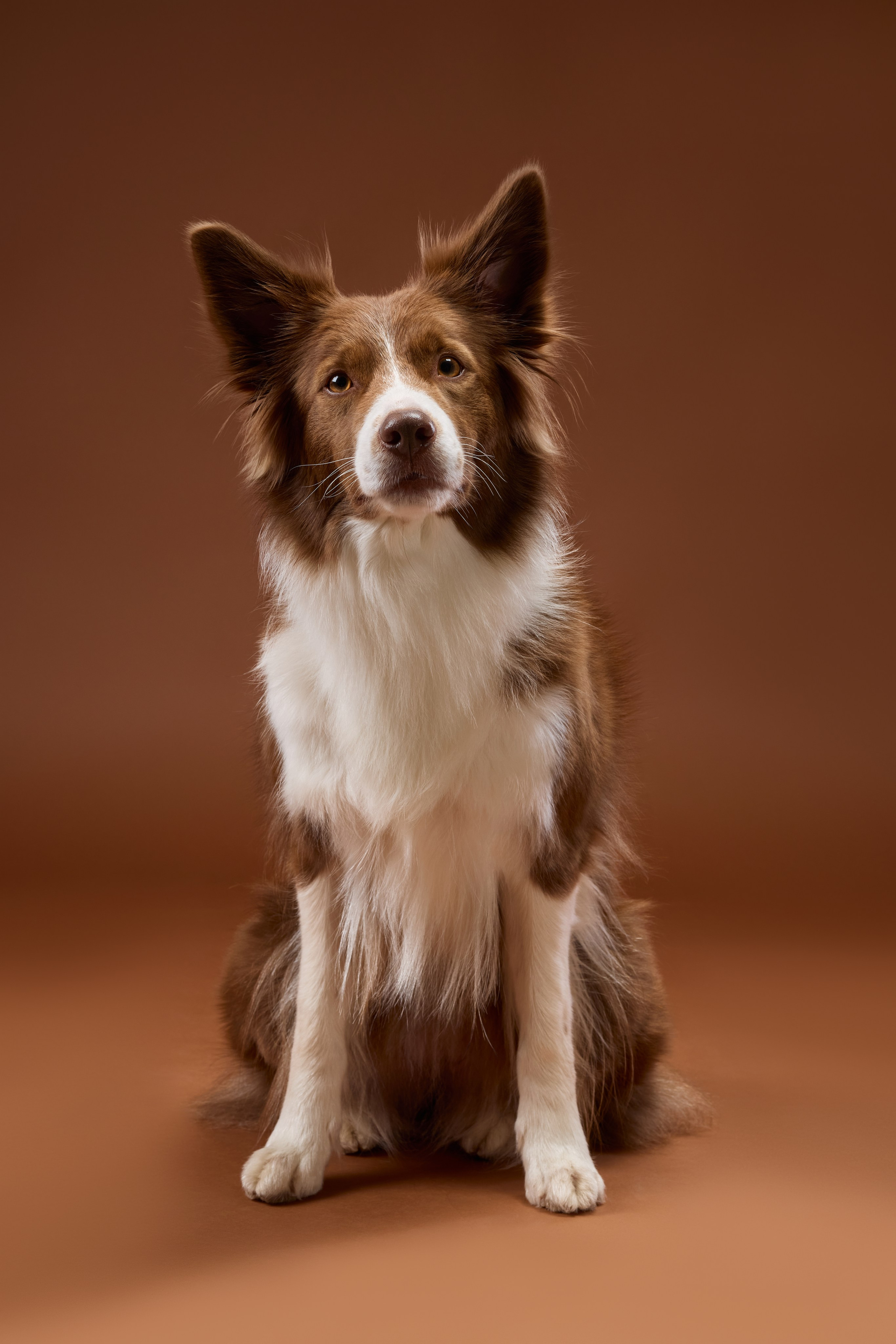 Pet photography. Фотограф Макс Давыдов
