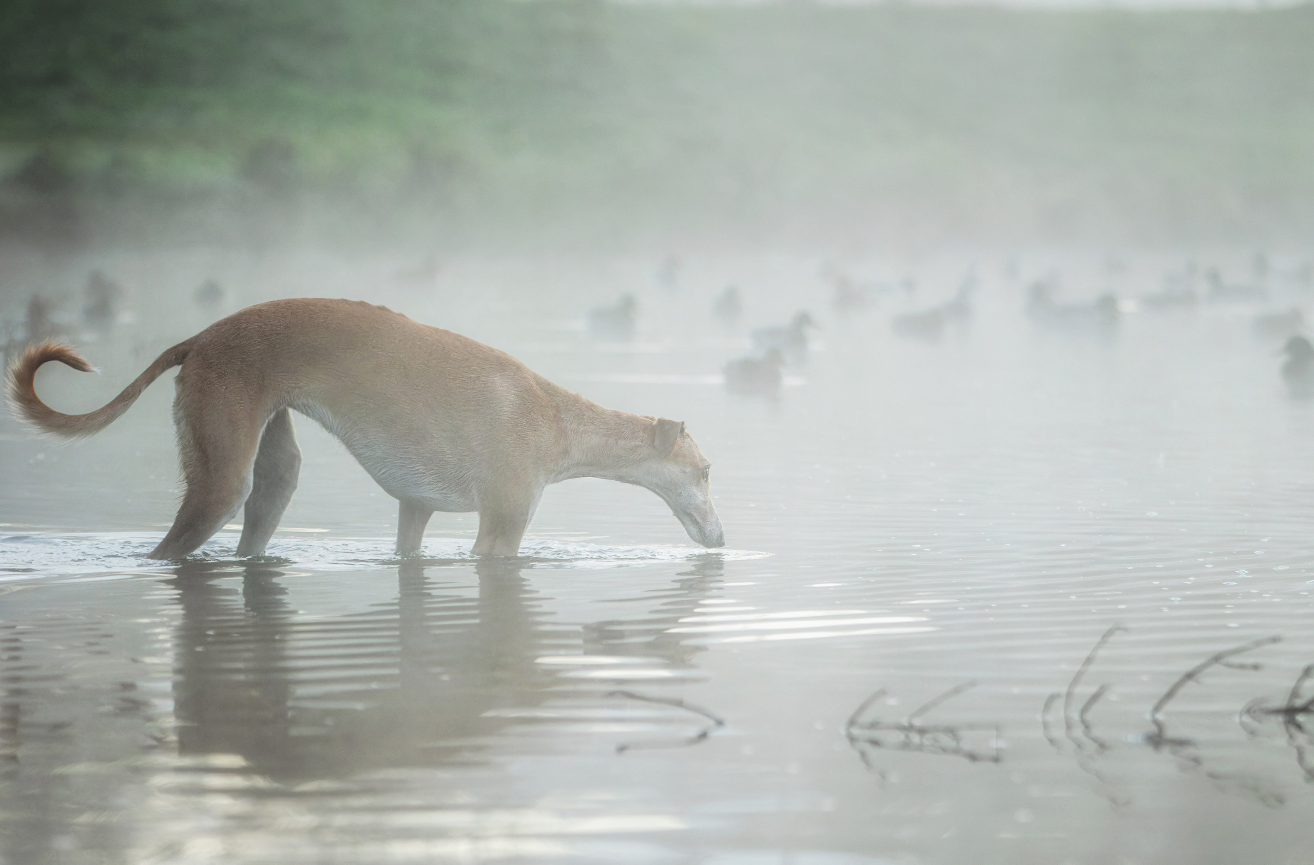 Осеннее утро с Мухой. Фотограф-анималист Юлия Зубкова