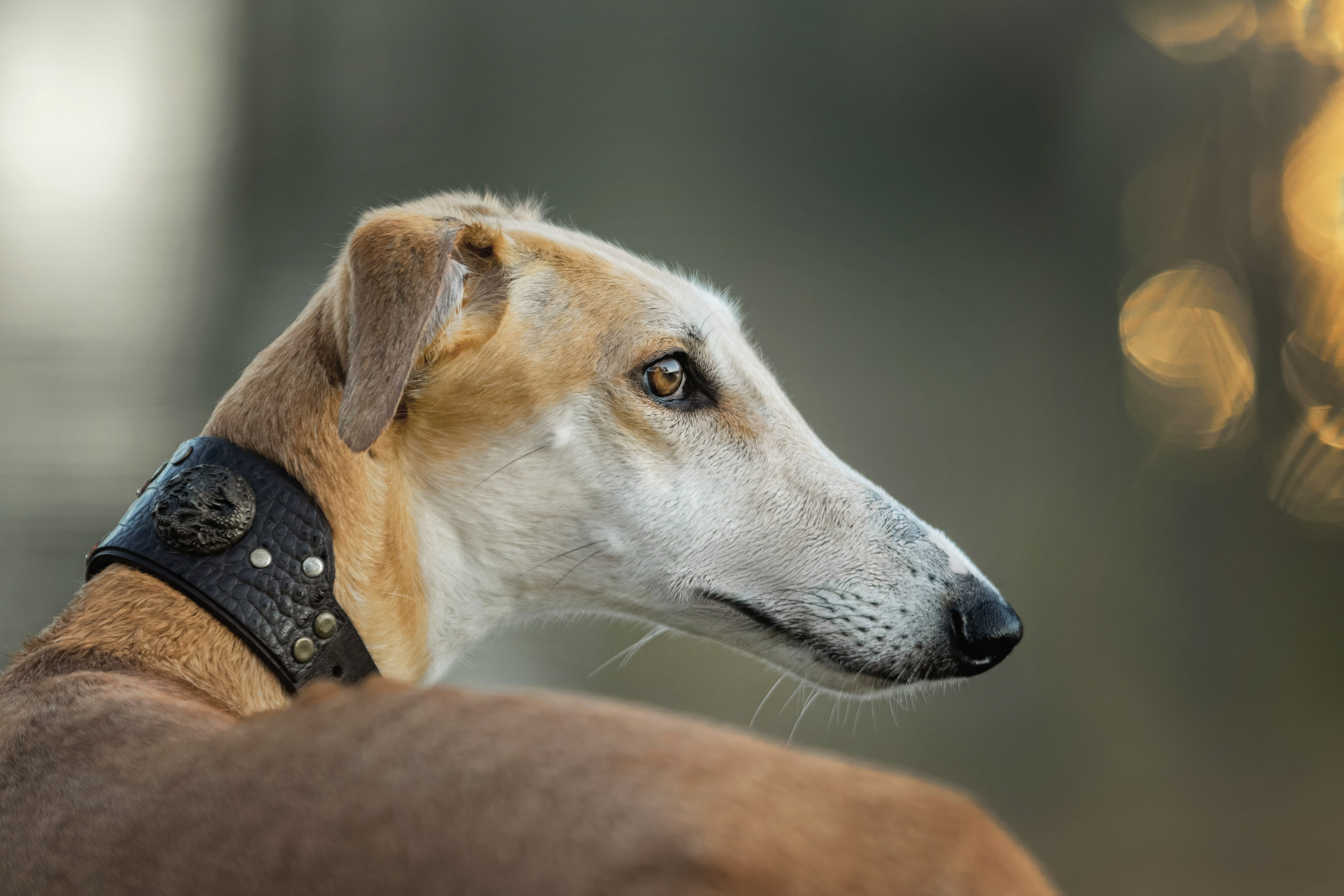 Осеннее утро с Мухой. Фотограф-анималист Юлия Зубкова